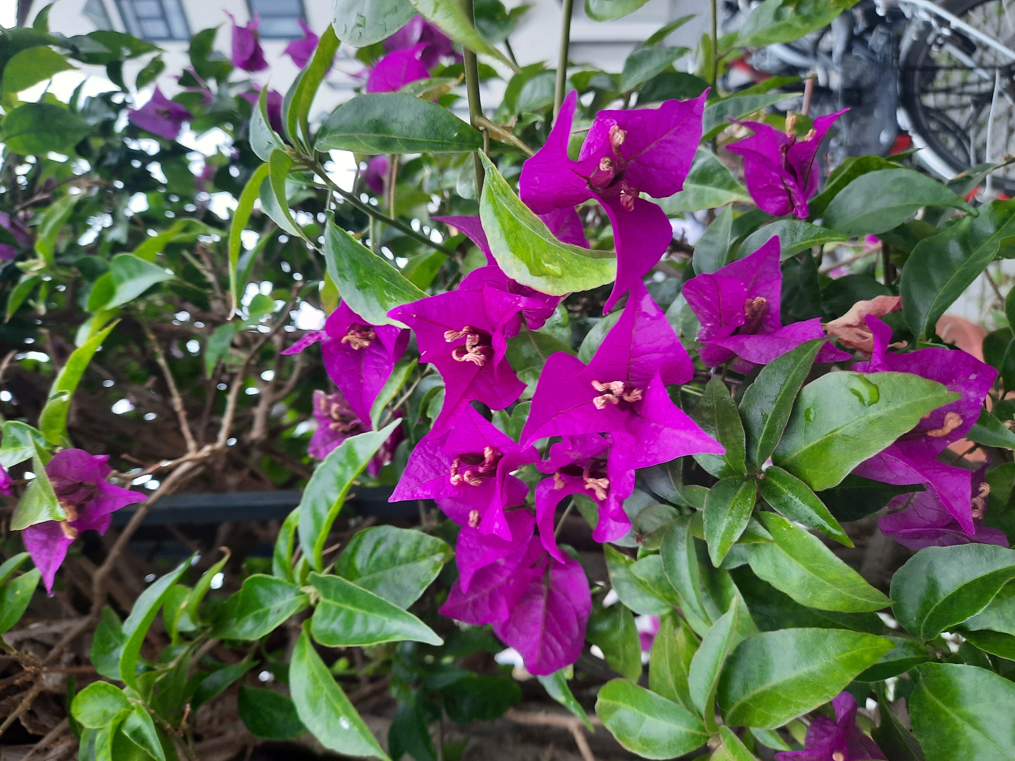 In Rosenheim, Germany, a close-up, vertical, eye-level shot features vibrant purple bougainvillea flowers with green leaves against a blurred background. The bougainvillea, a tropical flowering plant, is often cultivated in Mediterranean climates. In the background, out of focus, is a modern building with several windows, suggesting an urban setting. A black metal pole is visible supporting the plant. In the lower right corner, the blurred shapes of bicycles parked in a rack indicate a public area or residential vicinity. The lighting is natural, with some water droplets visible on the leaves, possibly from recent rain or watering. There are no people or animals in the frame. The image is likely taken on a cloudy day given the diffused light.
