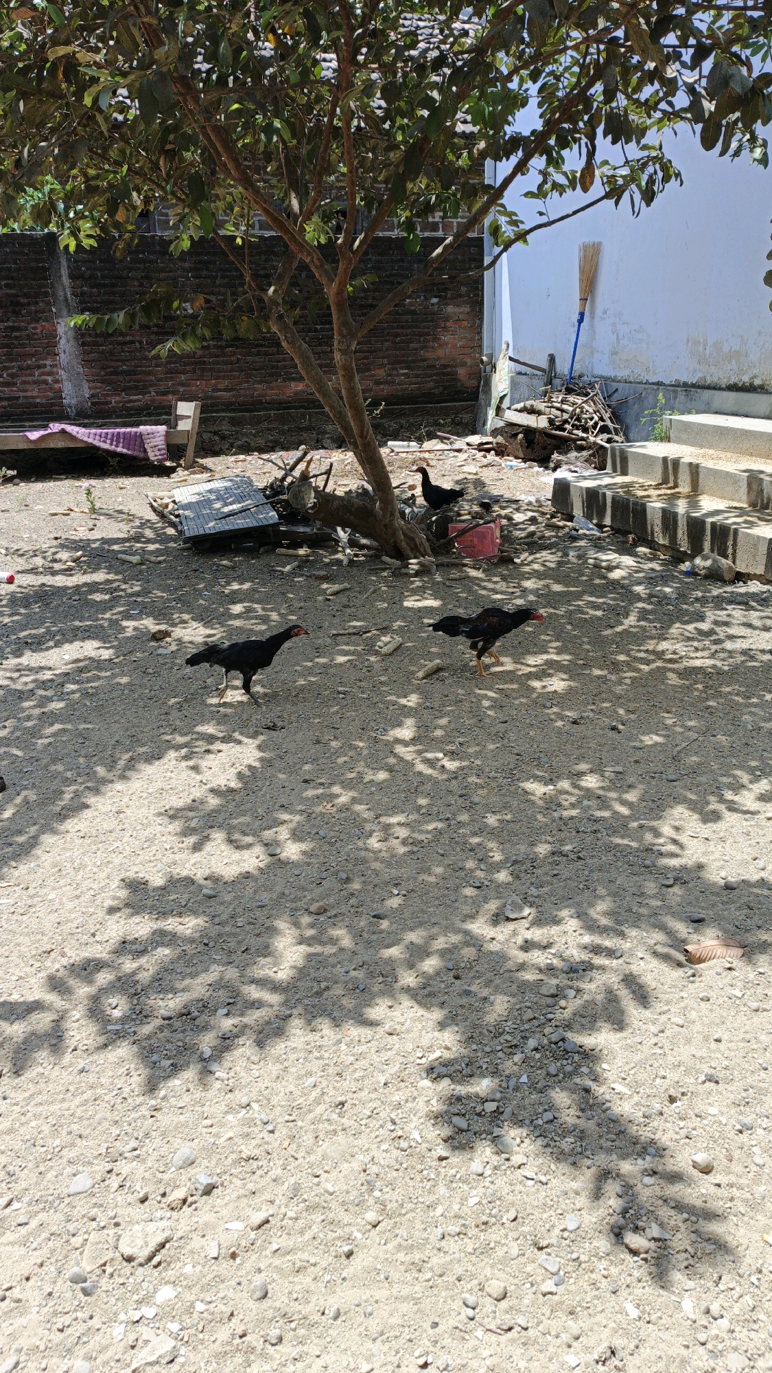In Campurdarat, Indonesia, a rural outdoor scene unfolds. Sunlight filters through the dense leaves of a tree, casting dappled shadows on the dusty, pebble-strewn ground. Three chickens are present: one in the mid-ground to the left, one in the mid-ground to the right, and one further back behind a pile of debris. The chickens are all dark-feathered with red wattles. To the left, a wooden bench with a purple cloth is visible, alongside a brick wall. To the right, a white building stands, with a broom leaning against it and a pile of stacked wood nearby. Concrete steps lead up to the white building. Scattered on the ground are pieces of debris and dried corn husks.