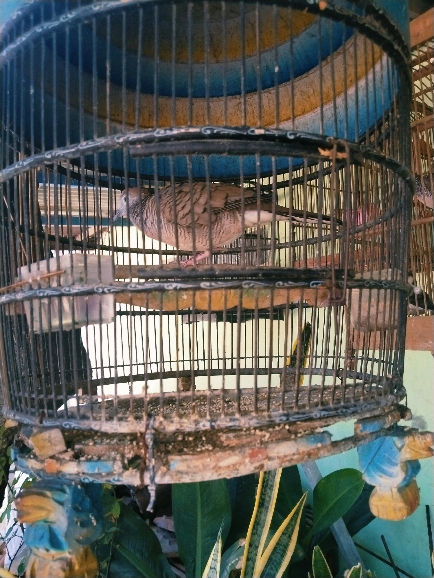 The image shows a bird in a cage, with the cage itself decorated with colorful, faded paint. The bird appears to be a type of dove or pigeon, with mottled brown and grey feathers. It is perched on a wooden dowel inside the cage. The cage is made of metal bars and has a round, cylindrical shape. The background is blurred but appears to show some greenery and possibly other cages. The scene is likely outdoors, given the natural light and plants visible. The image does not contain any specific landmarks or elements that would definitively place it in Surabaya, Indonesia, although the style of the cage and decorations are consistent with common bird-keeping practices in Southeast Asia.