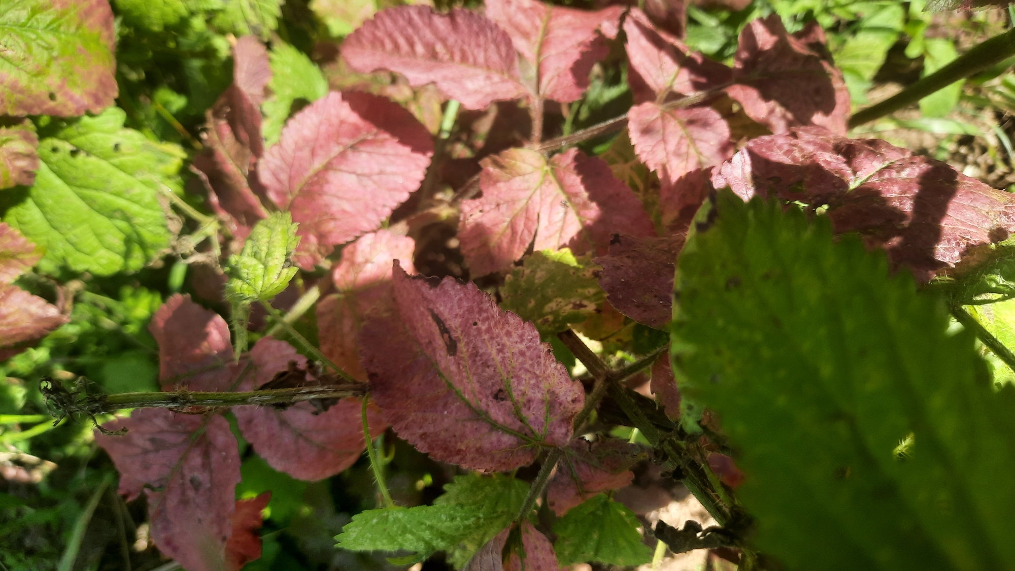 The image shows a close-up of wilting leaves and stems of a plant, likely outdoors in natural light. The leaves exhibit a mix of green and reddish-purple hues, with some showing signs of damage or decay. The texture of the leaves is visible, including veins and serrated edges. The background consists of out-of-focus greenery and hints of soil or ground cover. The lighting suggests it is daytime, with shadows cast by the leaves. There are no people or discernible structures present. The scene appears to be a detail of plant life in an uncultivated or natural setting, potentially a park, garden, or roadside. The specific location in Shklov, Belarus, cannot be determined from the visual information alone, as the image lacks any identifying landmarks or contextual clues specific to that city.