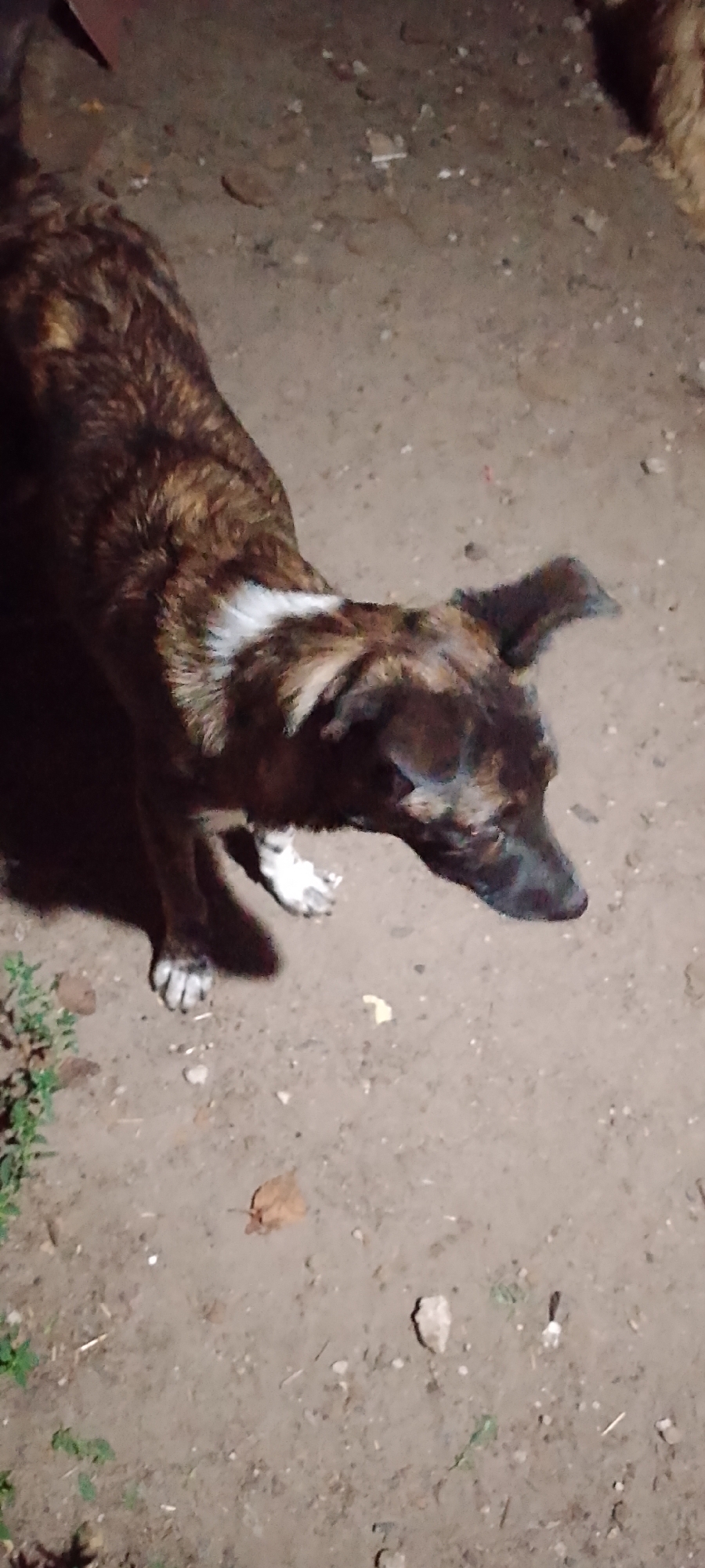 A brindle-colored dog with white markings on its chest and front legs is standing on a dirt surface. The dog is looking downwards and to its right. The ground is uneven and appears to be a mixture of dirt and small stones, with some dry leaves scattered around. There is some greenery visible in the lower left corner of the image. The lighting suggests it is nighttime or a dimly lit area. There is another animal, partially visible in the upper right corner, with lighter colored fur, possibly another dog. The image does not provide any information about the specific location in Belgorod, Russia.