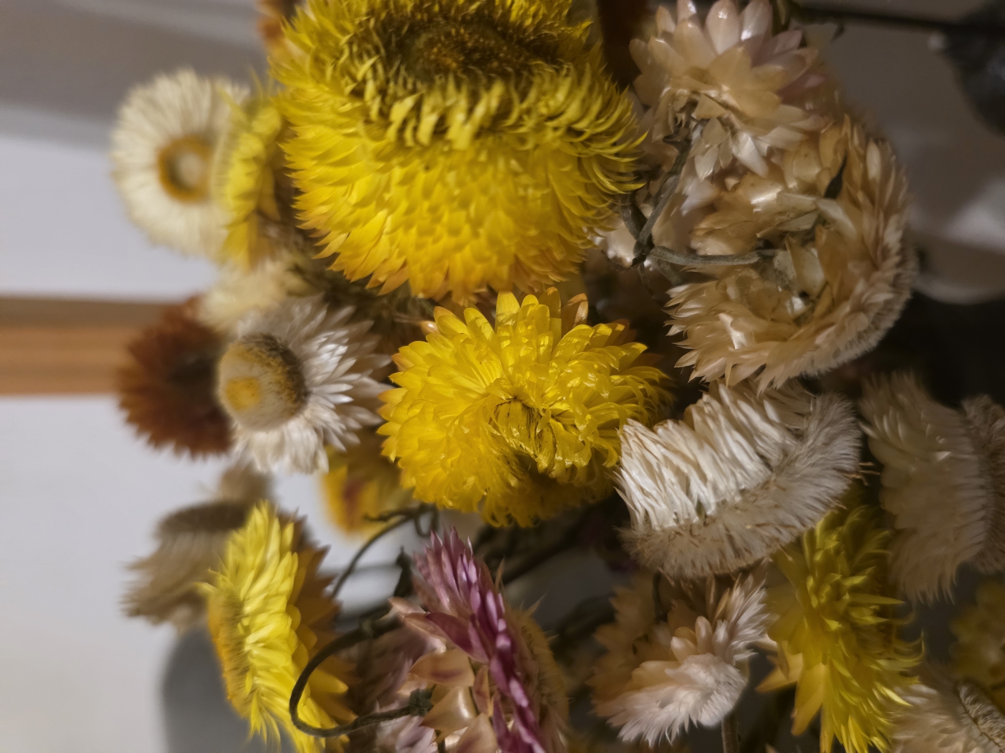The image displays a close-up, high-angle view of a dense, bundled arrangement of dried flowers, situated indoors. The primary subjects are numerous strawflowers (Helichrysum bracteatum or similar species) in various states of preservation. The predominant colors are bright yellow, faded cream, off-white, and light brown, with a singular cluster of pale pink/mauve petals observed in the mid-left area.
Individual flower heads vary in texture and form: some display tightly packed, papery, radial petals creating compact, spiky globular structures, notably in vibrant yellow. Others present softer, fibrous, or feathery textures, particularly in their central discs or outer fringes, predominantly in cream and off-white tones. Dried, dark-colored stems are minimally visible interspersed among the flower heads.
The background is out of focus, consisting of blurred, neutral light grey and off-white tones, with indistinct darker shapes suggestive of interior furniture or architectural features. A vertical light brown blur is present on the right side of the upper background. No individuals, specific actions, or interactions are present in the scene. The visual data within the image does not provide sufficient information to determine a precise location within the city of Buenos Aires, Argentina.
