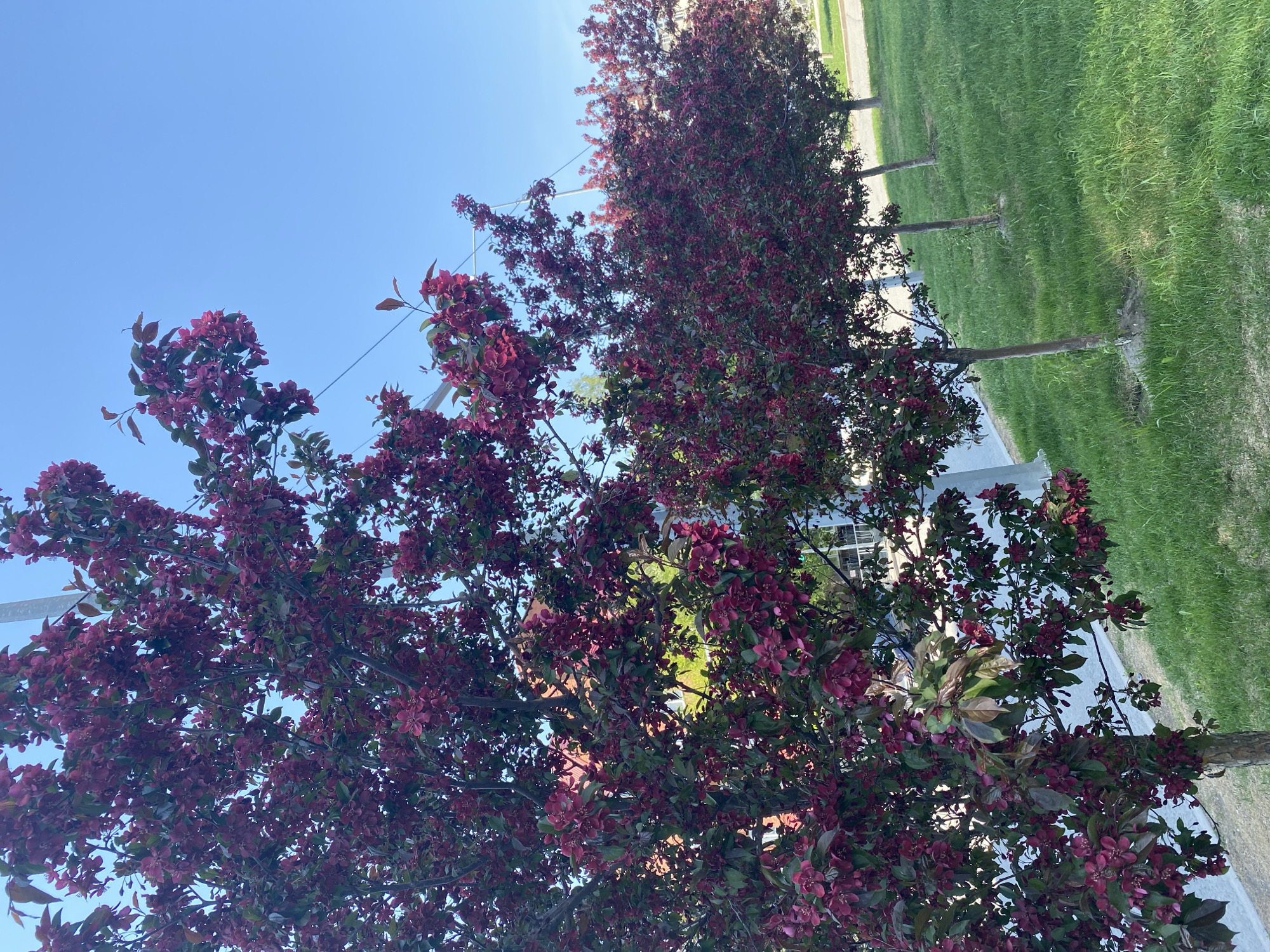The image shows a view of blossoming trees with dark red flowers, likely in the city of Tyumen, Russia. The foreground is dominated by the branches and blooms of the trees against a clear blue sky. In the background, there is a grassy area and a paved sidewalk, suggesting a park or roadside setting. The trees are lined up, possibly planted along the sidewalk. The photo is taken from a low angle, looking upwards towards the tree canopies and the sky.