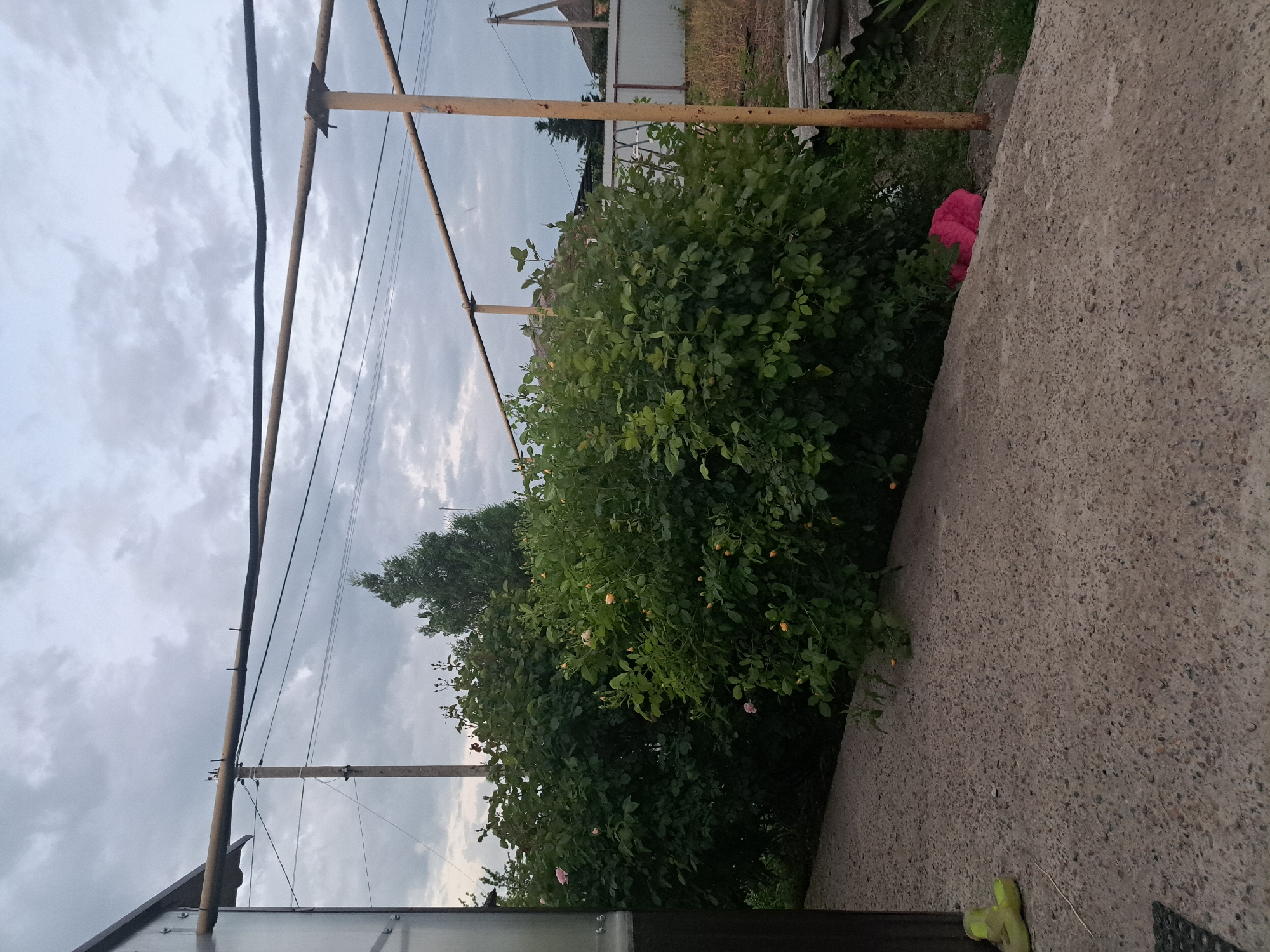 The image depicts an outdoor scene likely located in Leningradskaya, Russia, given the presence of common Russian architectural and infrastructural elements. A substantial bush, predominantly green with some flowering pink roses, dominates the central portion of the frame. A gray concrete surface occupies a significant portion of the right side of the image. A metal structure, possibly a support for vines or plants, runs vertically along the left edge of the bush. Utility poles and power lines are visible against an overcast sky. A white fence and partial structure are visible in the background. A red object is somewhat concealed within the vegetation behind the concrete surface. The foreground shows part of a dark-colored structure with visible screws.