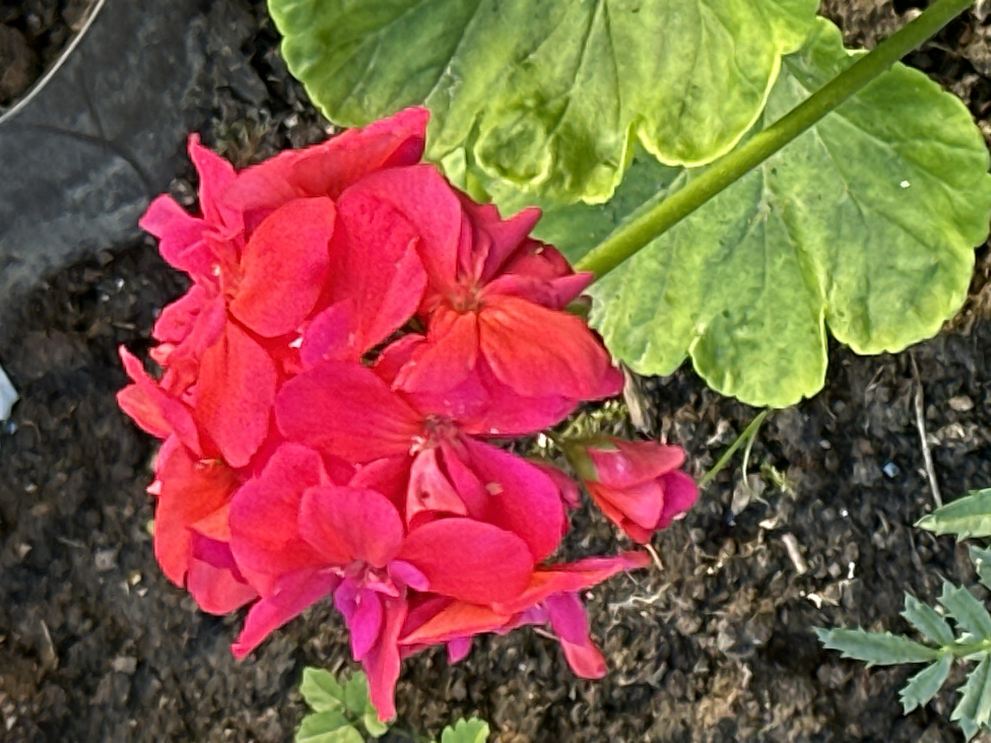 This is a close-up, high-angle, eye-level shot of a bright pink geranium flower. The flower has multiple layers of petals and is in focus, occupying the center and left side of the frame. To the right of the flower, a large, bright green leaf with scalloped edges is visible. The background is dark, textured soil with some small pebbles. A thin green stem extends from the bottom right corner of the frame, partially obscured by the large leaf. The scene appears to be outdoors, likely in a garden, with no people or specific landmarks to indicate a location in Podolsk, Russia.
