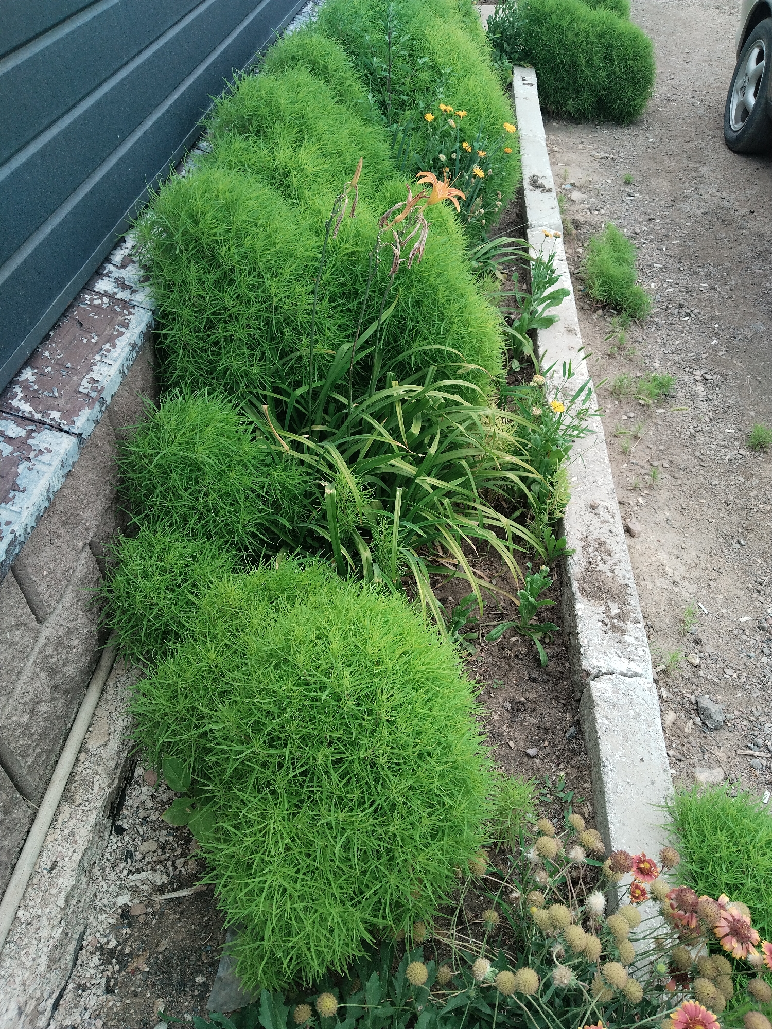 The image depicts a garden bed adjacent to a dark gray, horizontally paneled building and a gravel driveway where a car wheel is partially visible. The garden bed is bordered by a concrete curb and a lower brick wall. Lush, bright green, feathery plants dominate the foreground, interspersed with some taller green foliage and a few blooming flowers, including orange lilies and smaller yellow and reddish flowers. The ground in the garden bed appears to be soil with some scattered gravel. The overall scene suggests an outdoor residential or public space in Balqaş, Kazakhstan, possibly a front yard or a planter box area.
