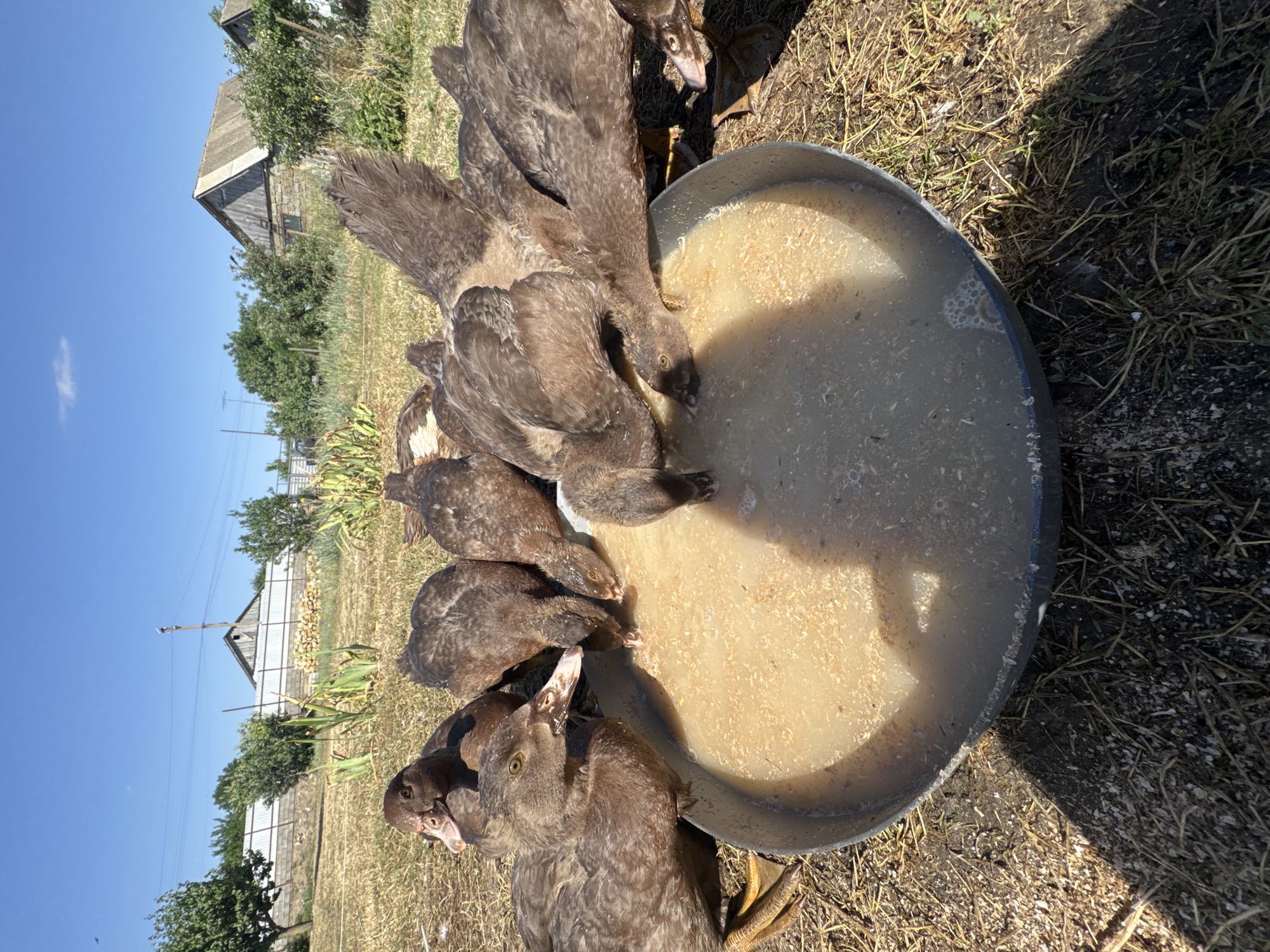 In Shcherbanka, Ukraine, a flock of Muscovy ducks is gathered around a shallow, circular metal trough filled with a milky, grainy liquid. The ducks, predominantly brown with some variations in plumage, are actively drinking from the trough, with their heads submerged. The foreground is dominated by the trough and the ducks, with dry grass and dirt surrounding it. In the background, a rustic rural landscape is visible, featuring a wooden fence, scattered trees, and a rustic stone building with a grey, corrugated roof. The sky above is a clear, bright blue, indicative of a sunny day. The scene captures a moment of communal feeding in a rural Ukrainian setting.