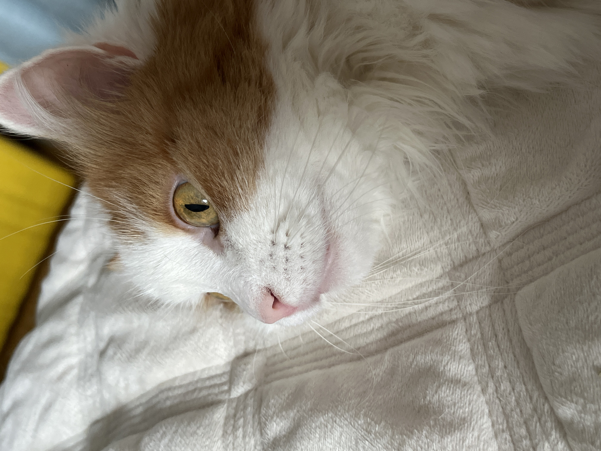 A close-up, profile shot shows the face of a domestic cat resting on a textured, light-colored blanket. The cat has white fur with orange patches on its head, covering one ear and part of its face. Its visible eye is large and golden with a dark pupil. The cat's pink nose is prominent, and long white whiskers extend from its muzzle. The background is softly blurred, with a hint of yellow and blue. There is no indication of a specific location in Ivanteyevka, Russia.