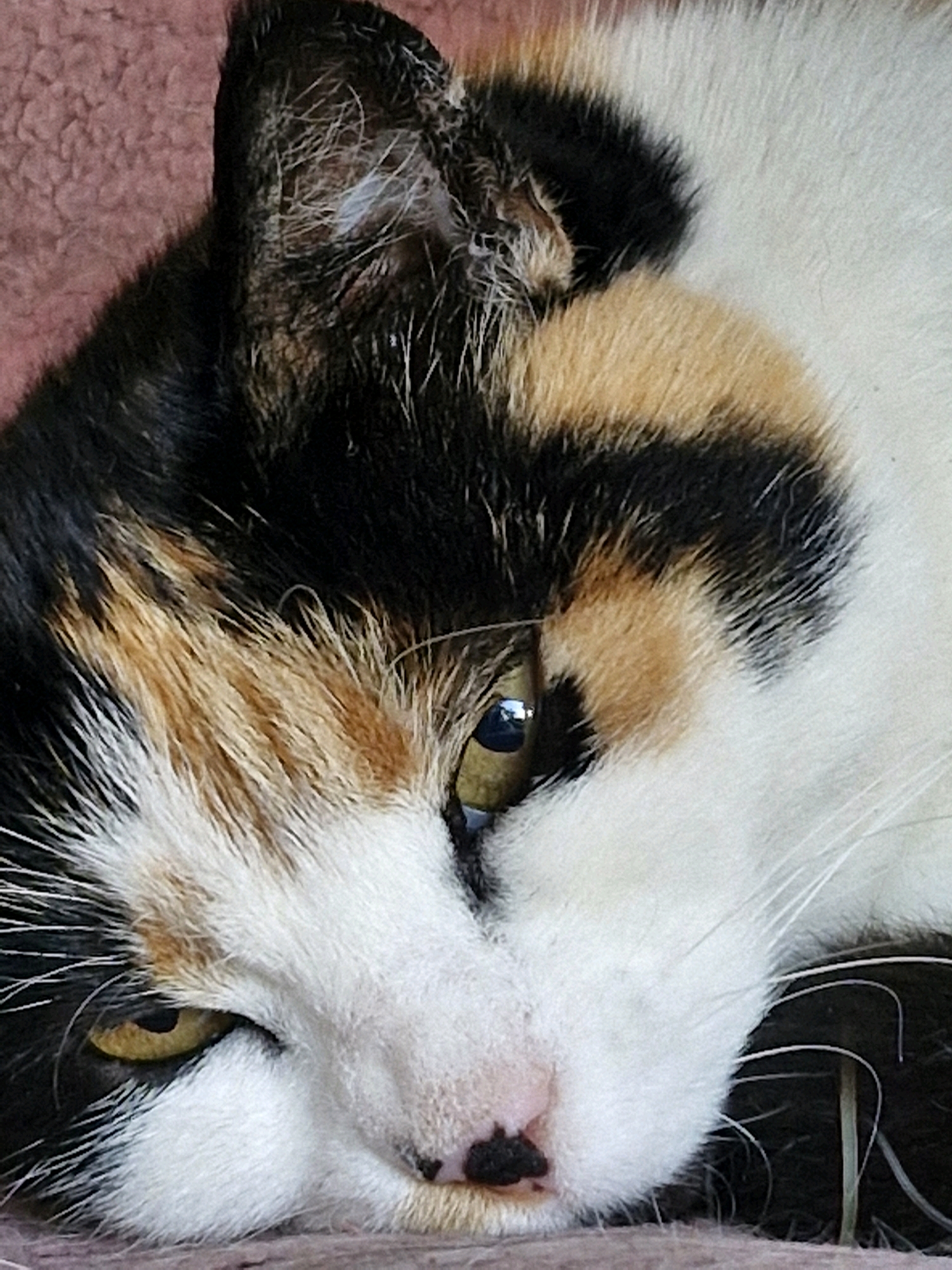 A close-up, eye-level shot shows the head of a calico cat resting on a textured, pink surface. The cat's fur displays patches of black, white, and orange. Its left eye, a striking yellow, is open and focused, with reflections visible on its surface. The cat's nose is black, and its whiskers are prominent and white. The background is out of focus, but appears to be a soft, pink fabric. The image captures the cat in a relaxed posture, its head tilted slightly. The location in Klaipėda, Lithuania is not discernible from the image.
