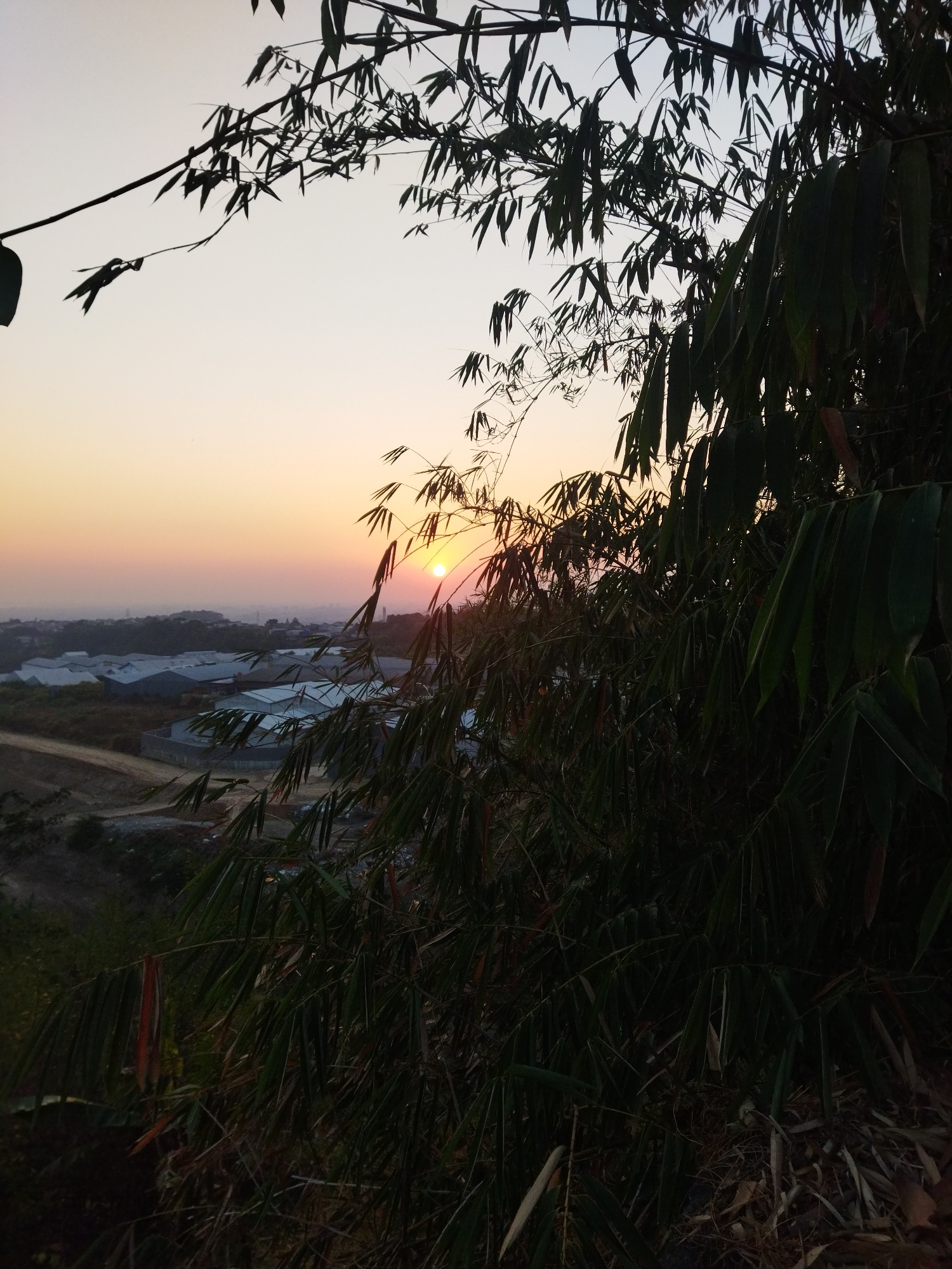The image depicts a sunset scene viewed from an elevated position, likely a hilltop or high ground overlooking a developed area. The foreground is dominated by the dark silhouettes of bamboo branches and leaves, which frame the view.
In the middle ground, a collection of industrial or commercial buildings with light-colored roofs are visible, spread across the landscape. These buildings appear to be warehouses or factories, suggesting an industrial zone. The terrain around them is somewhat uneven, with some patches of vegetation and bare earth.
The background is characterized by a hazy sky with the sun setting on the horizon. The sky transitions from a pale yellow near the horizon to a soft gradient of pink and then to a light gray or white higher up. The sun itself is a bright orange-red orb, partially obscured by atmospheric haze and possibly some distant foliage. The overall impression is one of a developing urban or peri-urban area at dusk.
While the exact location within Semarang, Indonesia, cannot be definitively identified from the image alone, the presence of industrial buildings and the characteristic atmospheric conditions of a Southeast Asian sunset align with possibilities in such a region. The scene captures a moment of transition from day to night over a functional, rather than purely residential, part of the city. There are no people or animals visible in the image.