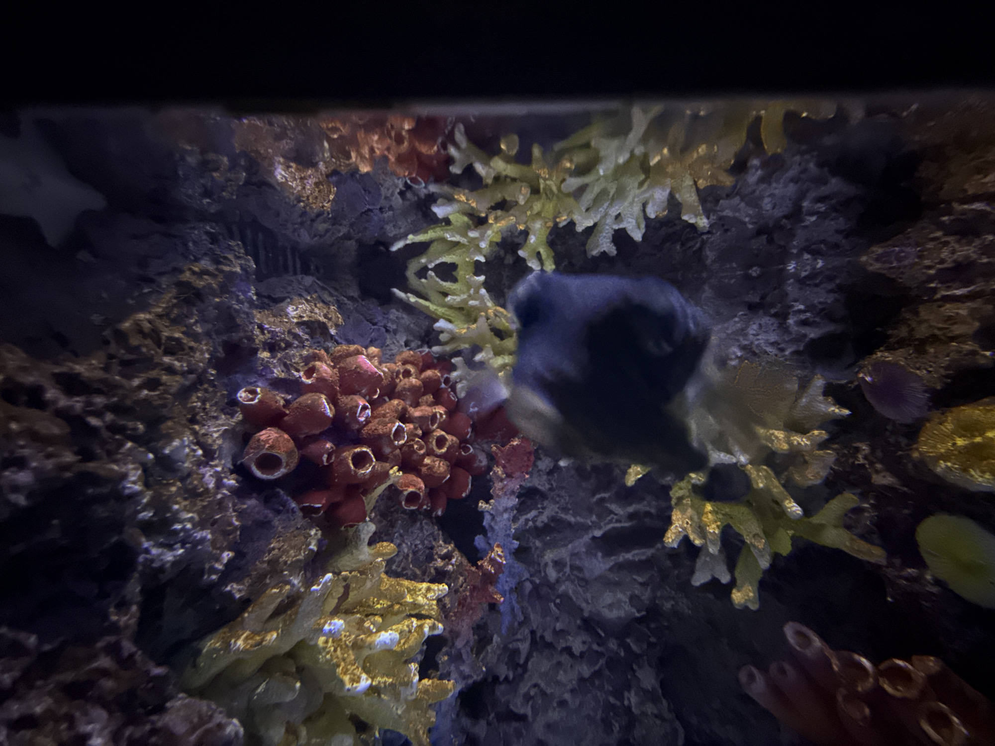 The image depicts an underwater scene within an aquarium. The foreground is dominated by a cluster of bright red, tubular-shaped organisms, possibly sponges, attached to a dark, textured surface that appears to be rock or coral. To the left and above these red organisms, there is vibrant yellow-green branching coral or algae. In the mid-ground, a dark, blurry shape of a fish is visible, partially obscuring some of the marine life. The background is a dark, rocky structure, with some areas illuminated, revealing patches of purple and reddish-brown hues. The overall lighting suggests an artificial environment, typical of an aquarium exhibit.
The image does not contain any information to determine its location within the city of Tashkent, Uzbekistan, or any other specific geographical location.