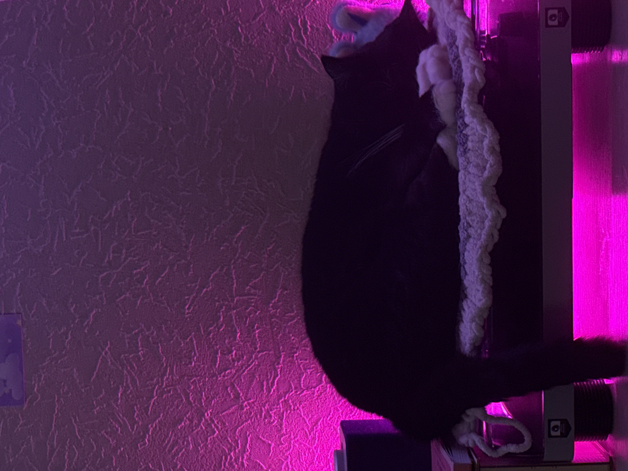 A black and white cat is sleeping on a white crocheted mat, which is placed on a dark surface illuminated by pink lighting. The cat is curled up, with its head resting on its paws. Its tail is draped over the side of the mat. The background consists of a textured wall, also lit with pink light. There are some abstract shapes visible on the wall in the upper portion of the image. In the lower part of the image, parts of electronic devices or furniture are visible, with pink light reflecting off their surfaces. The scene appears to be indoors.