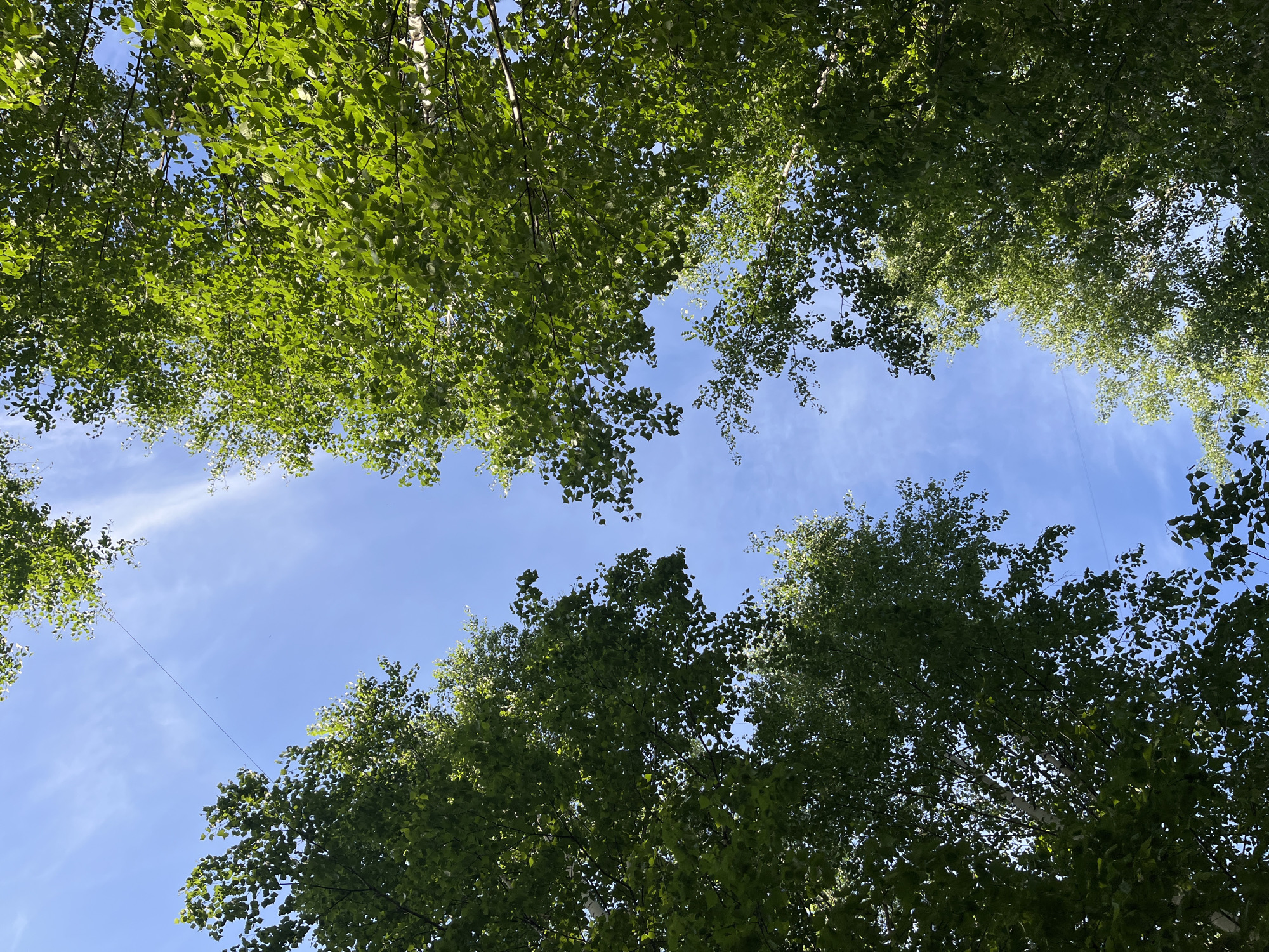 The image shows a view looking up into the sky, framed by green tree foliage on the top and bottom. A clear blue sky is visible through the opening between the tree canopies with faint cirrus clouds. The tree trunks appear to be birch trees given their white bark. The location is determined as Chaikovsky, Russia based on additional data. The photo appears to be taken during the day, under sunny conditions. There are no people visible.