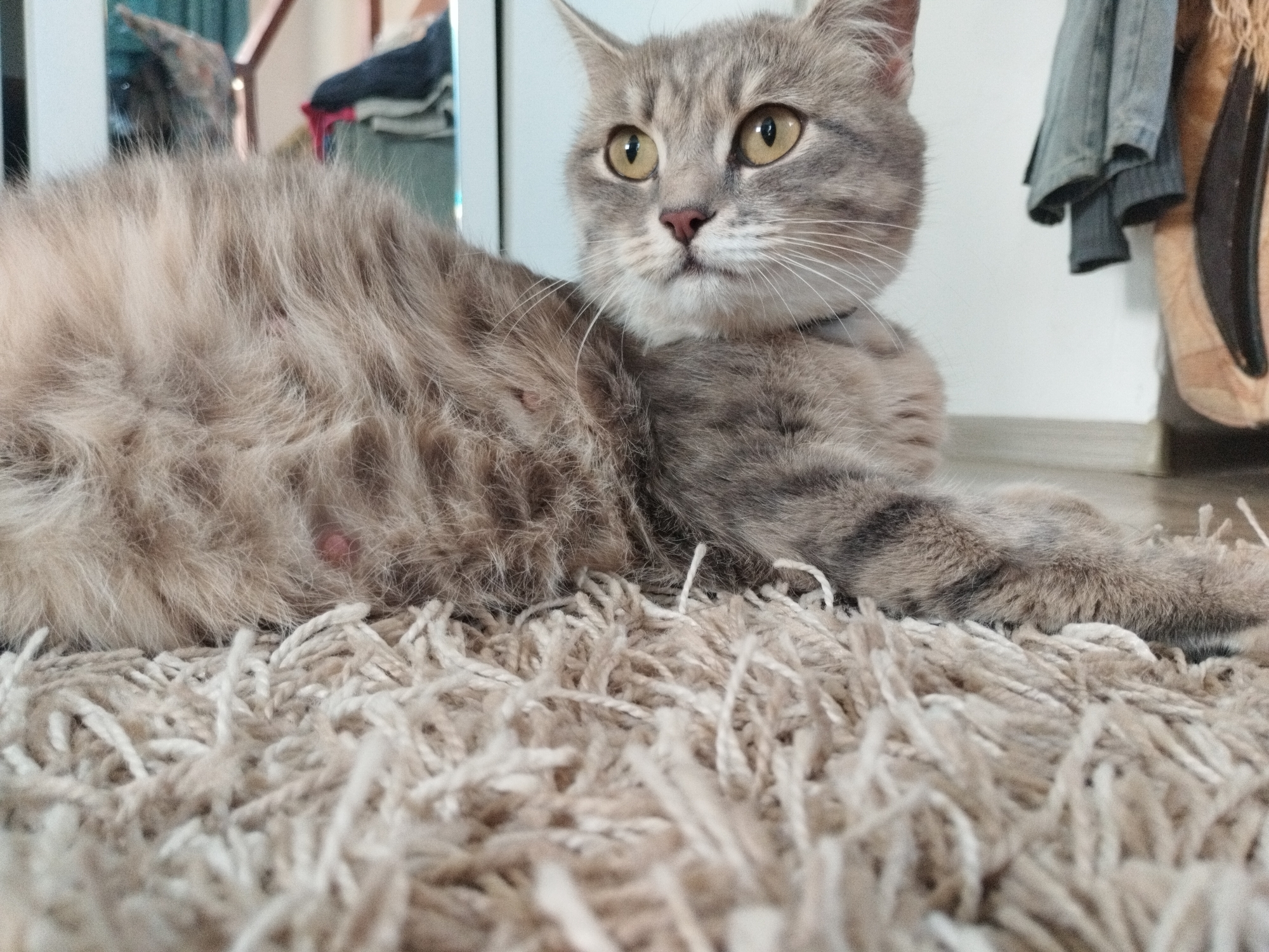A grey tabby cat with yellow eyes lies on a beige, shaggy rug. The cat is positioned in the foreground, facing the right side of the image. Its fur appears somewhat disheveled, and there are visible pink spots on its body, possibly indicating skin irritation or lesions. The background is out of focus and includes a white wall, some hanging clothing, and what appears to be a reflection in a mirror or window. The scene is indoors, suggesting a domestic setting. There is no discernible indication of Oskemen, Kazakhstan, or any specific location within a city.