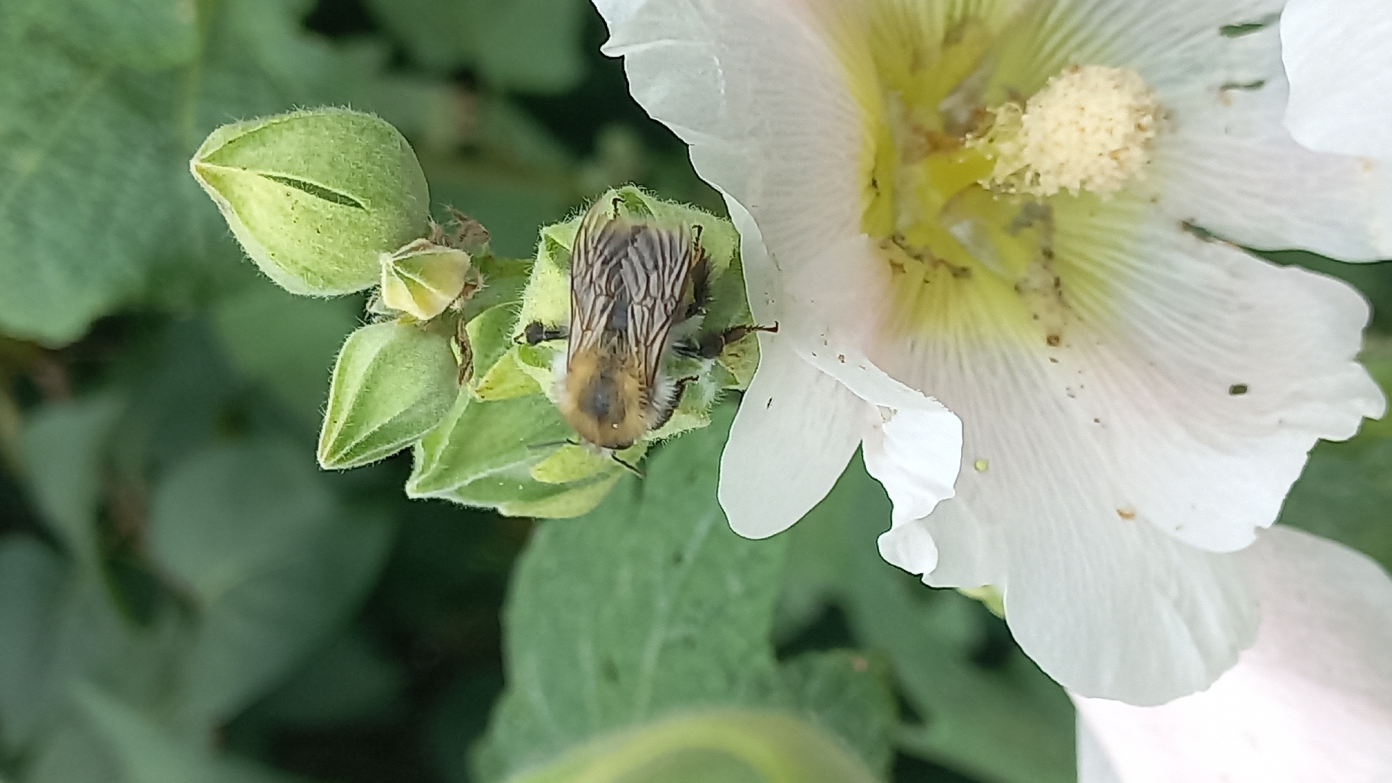 A bee is perched on a green flower bud, with a large white flower in the foreground. The background is filled with blurred green foliage.