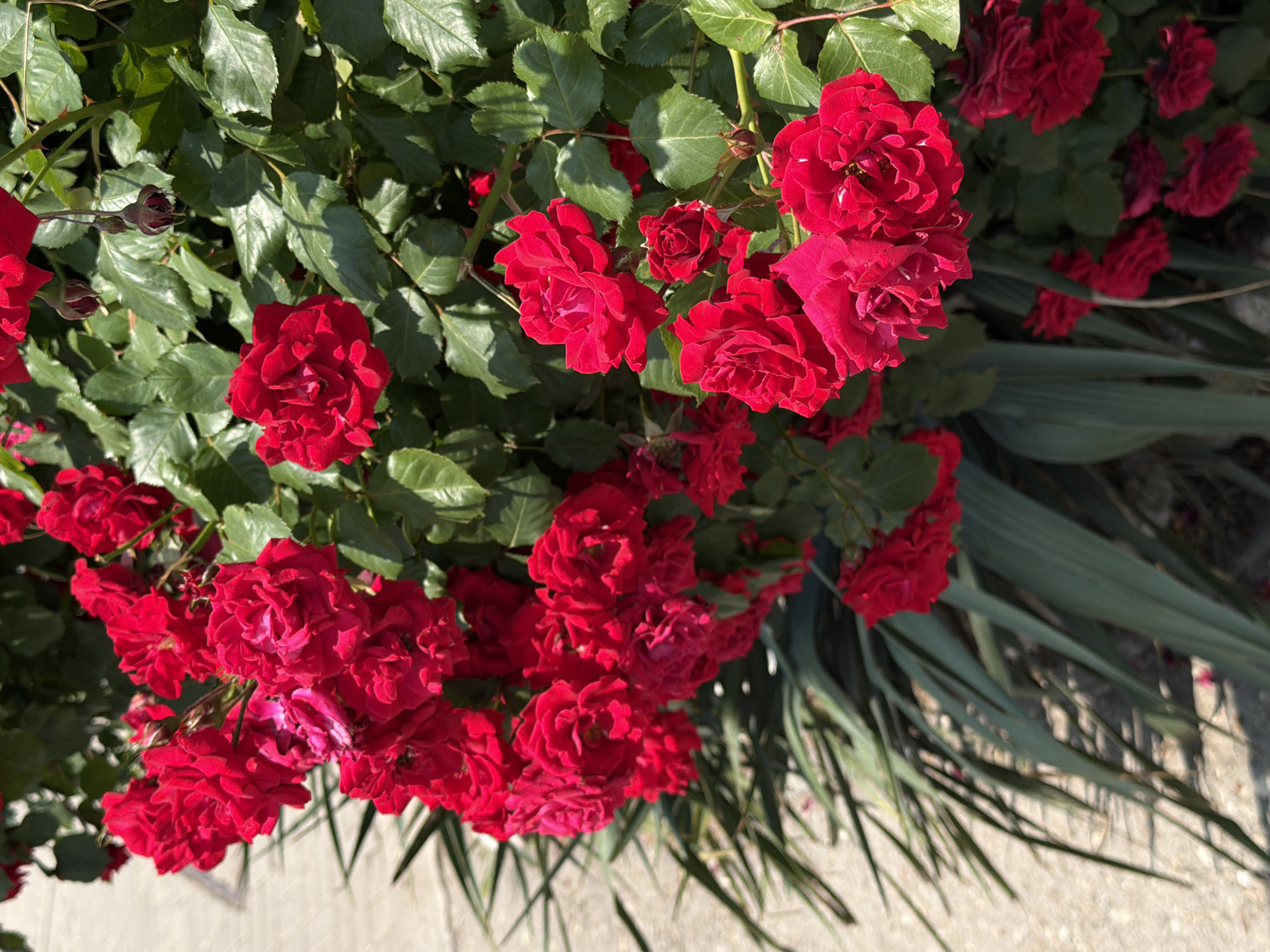 The image depicts a vibrant rose bush adorned with numerous red and deep pink roses in various stages of bloom, from tight buds to fully open flowers. The roses are densely clustered on green stems, surrounded by healthy, glossy green leaves, some of which exhibit visible veins and thorns. Sunlight illuminates the foliage and petals, creating bright highlights and casting distinct shadows. Below and to the left of the rose bush, a border of long, slender, dark green, grass-like leaves is visible. To the far left and partially in the foreground, a light-colored, textured pavement or path surface is present, indicating an outdoor setting. No people, animals, or distinctive architectural features are discernible within the frame that would explicitly confirm its location as Sofia, Bulgaria; however, the scene is consistent with a public park, garden, or roadside planting within an urban environment.