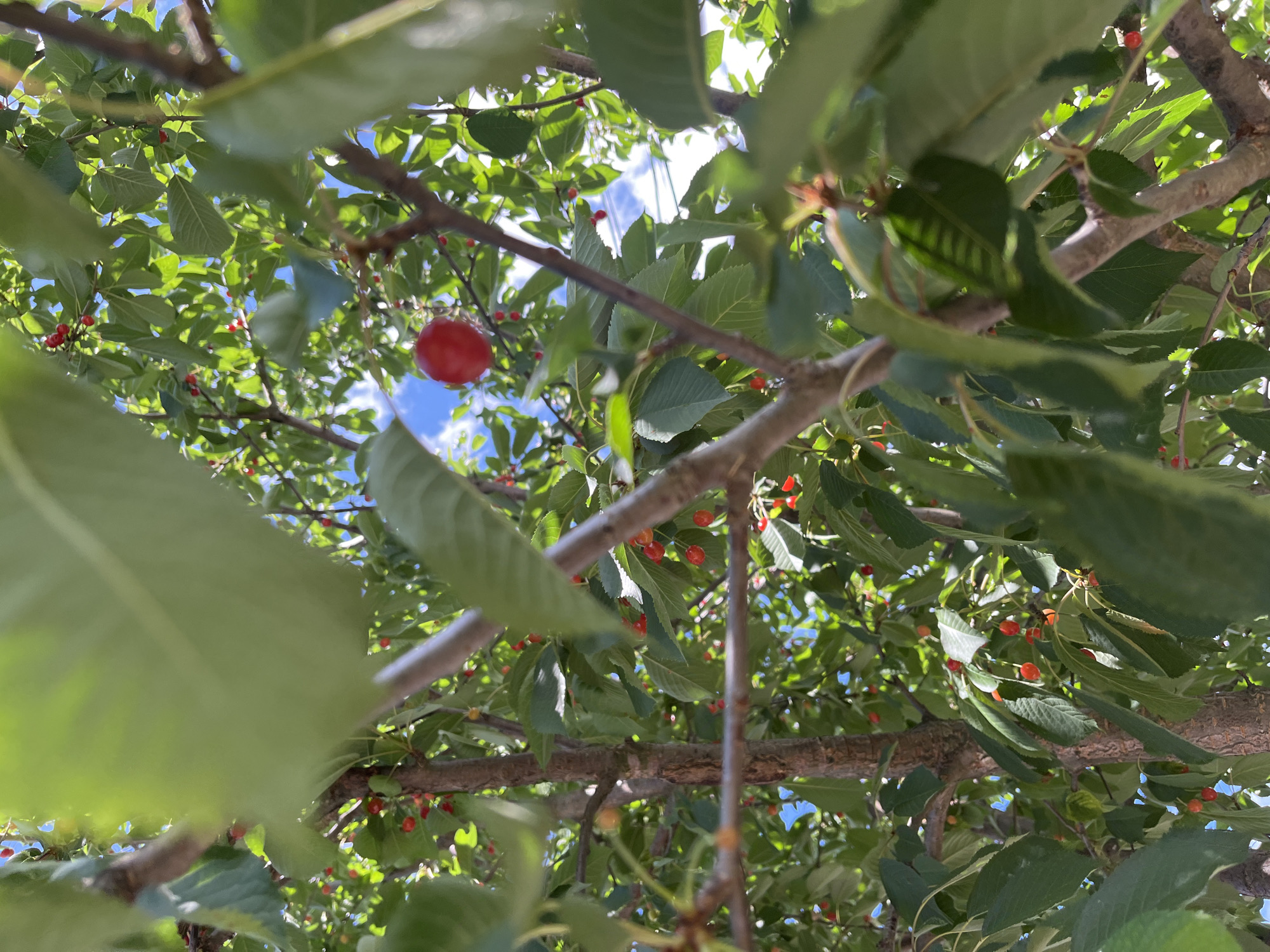 A close-up, low-angle shot captures a cherry tree in Onokivtsi, Ukraine, laden with bright red cherries against a backdrop of lush green leaves and a bright blue sky with scattered clouds. The branches of the tree are visible, with one particularly prominent branch stretching horizontally across the mid-ground. Several clusters of small, red cherries are scattered throughout the foliage, with one larger, ripe cherry hanging prominently in the upper right portion of the frame. The leaves are a vibrant green, suggesting a healthy, sunlit environment. The sunlight filters through the leaves, creating dappled patterns of light and shadow. The image is composed in a way that emphasizes the natural beauty of the fruit and the tree, with an out-of-focus foreground that draws attention to the cherry-laden branches.