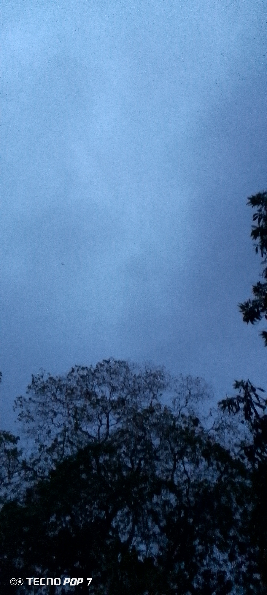 A dark, low-angle shot shows the silhouette of trees against a twilight sky. The sky is a muted blue, with a few faint clouds visible. A small bird is seen in flight in the upper left quadrant of the sky. The trees are dense and leafy, with their branches reaching upwards. The bottom of the frame features the text "TECNO POP 7" in white, indicating the device used to capture the image. The scene appears to be outdoors, likely in a natural setting within Altagracia, Venezuela, given the context.