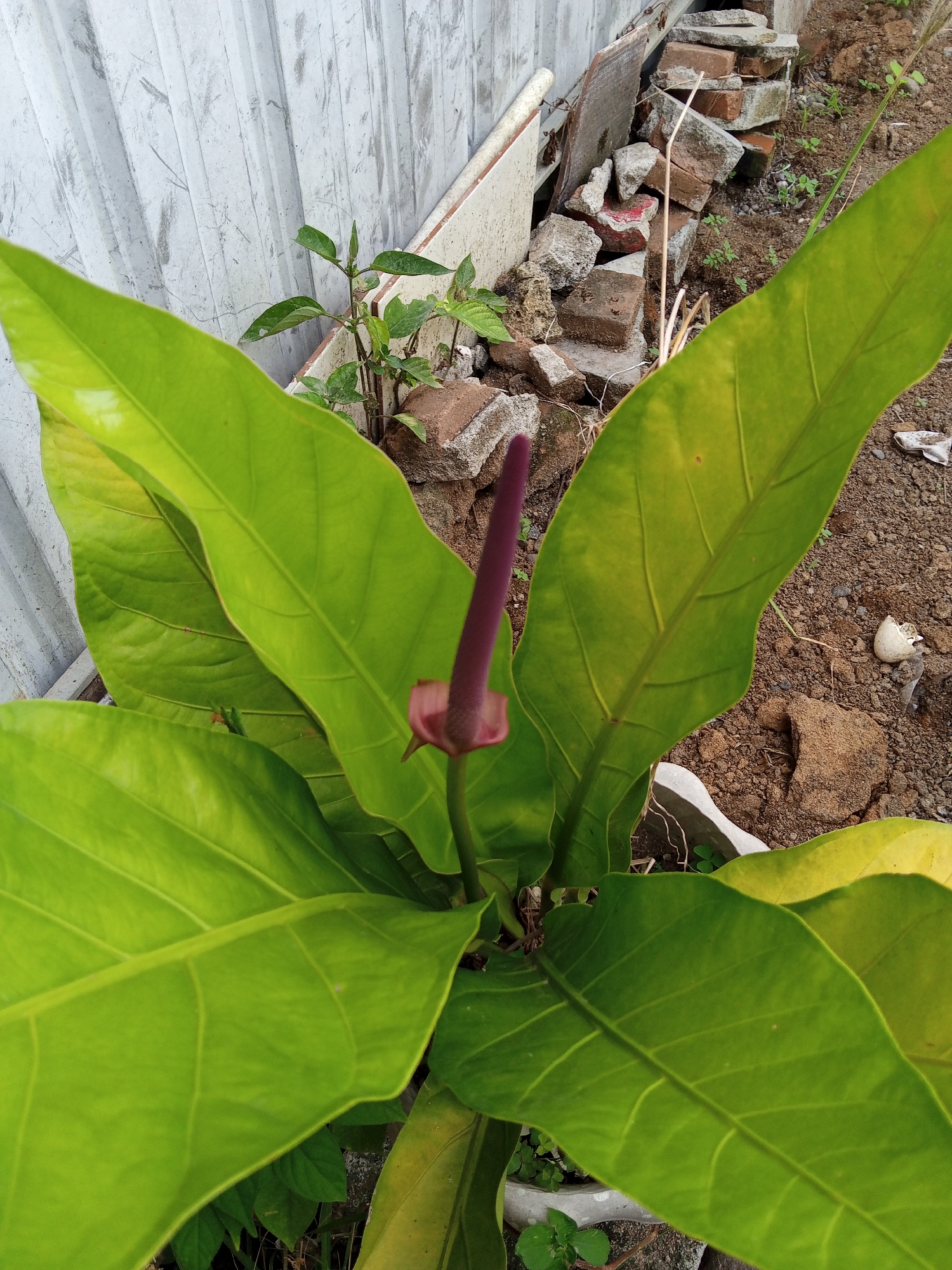 The image shows an anthurium plant with large, green leaves and a dark purple spadix. The plant is likely in a pot, given the limited surrounding soil. Behind the plant is a white, corrugated metal fence. Debris, including broken bricks and a small patch of weeds, are visible between the plant and the fence. An eggshell is visible on the ground to the right. The image originates from Buketteukuh, Indonesia.