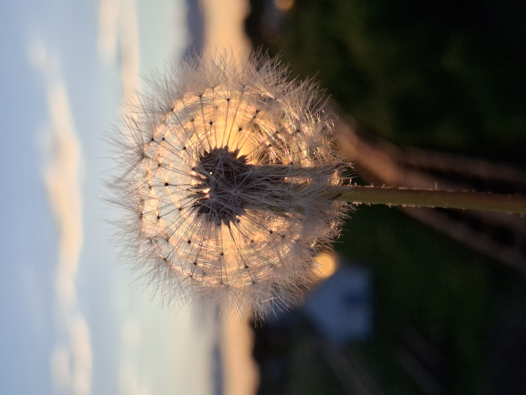 A close-up, back-lit photograph features a mature dandelion seed head (pappus) captured during either sunrise or sunset. The image is vertically oriented, with the dandelion stem extending diagonally from the lower right to the upper left. The delicate, feathery filaments of the spherical seed head are brightly illuminated by warm, golden light from behind, creating a glowing halo effect and highlighting its intricate, fragile structure. Individual seeds, each with its parachute-like pappus, are clearly visible.
The background on the left consists of a soft, light blue sky with subtle hints of warmer, lighter tones, while the right side transitions into darker, blurred areas of deep green and brown, indicative of foliage or distant terrain. The shallow depth of field keeps the dandelion sharply in focus, while the background remains soft and out of focus.
There are no people or visible text in the image. The golden, directional light strongly suggests the time of day is either dawn or dusk. The scene conveys a sense of natural beauty and tranquility, set outdoors in what appears to be a natural or semi-natural environment. The location context provided is Chaikovsky, Russia.