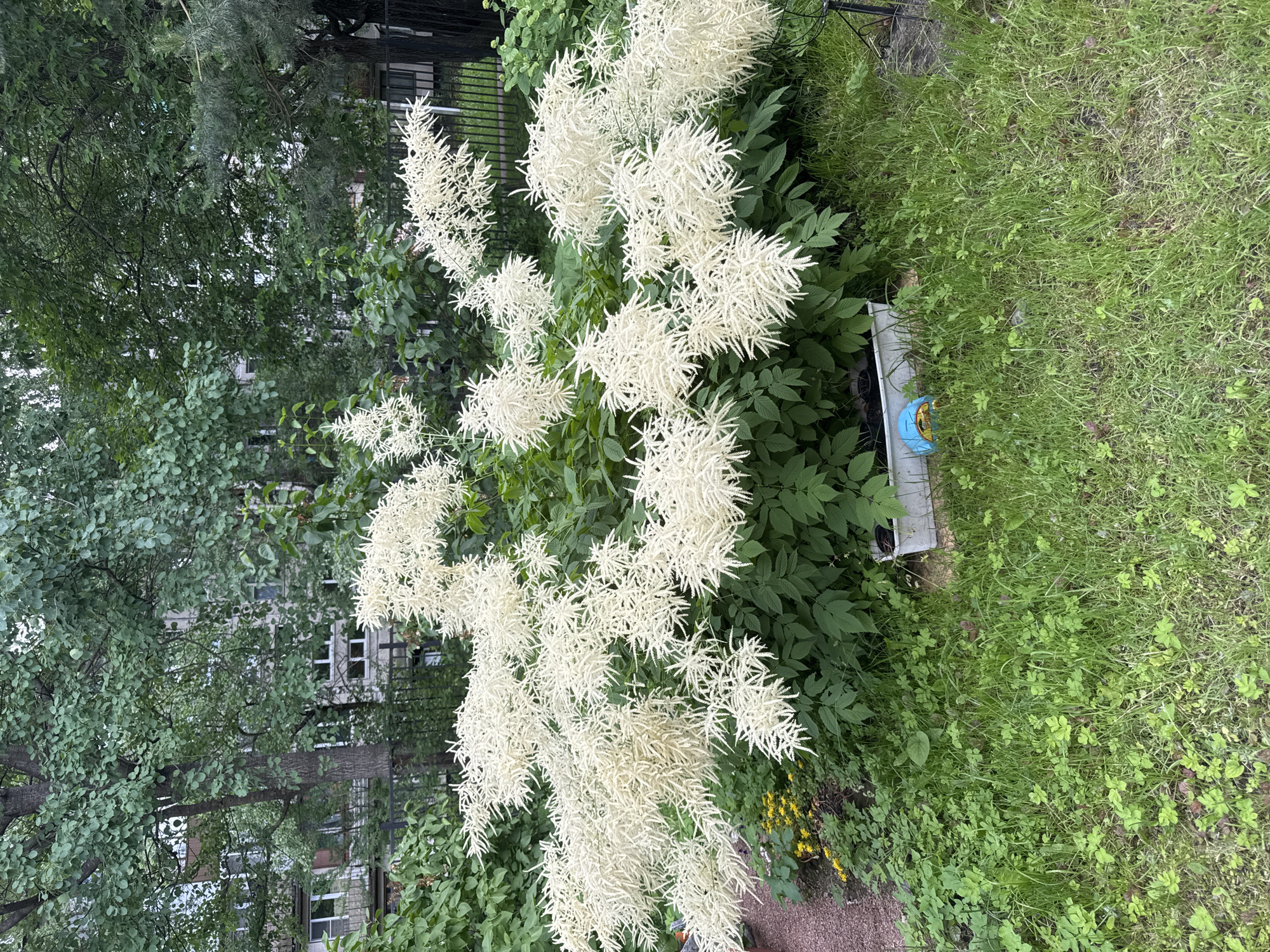 The image depicts an outdoor scene in Saint Petersburg, Russia. The primary subject is a large bush with abundant, feathery white flowers, likely an Astilbe. The bush is situated in front of a building with multiple windows and light-colored brickwork, suggesting an urban or suburban residential area. To the right of the flowering bush, there is an area of green grass, and near the bottom right of the image, a portion of a light-colored, possibly concrete, ledge is visible. A small, blue, decorative object with a yellow face is resting on this ledge. Behind the flowering bush and to the left, there are trees with dense green foliage, and a black metal fence can be seen in the background. The lighting suggests it is daytime, possibly overcast, given the soft shadows and diffused light. There is no activity or event taking place; it is a static scene of a garden area. No text is visible in the image.