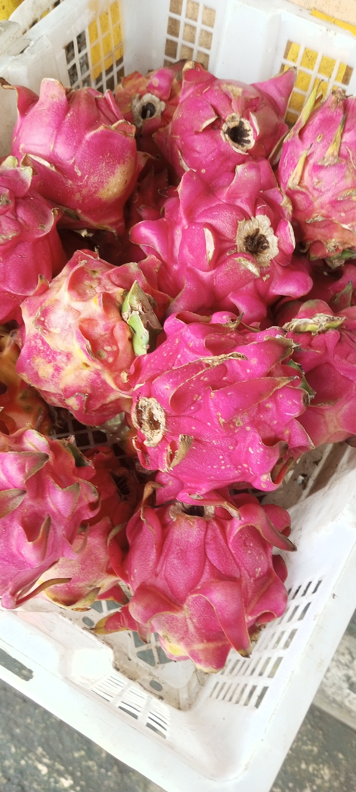 A white plastic basket overflows with vibrant pink dragon fruit. The fruit features distinctive, pointed green-tipped scales, contrasting with the rough brown stem ends. Some show minor blemishes or color variations. The basket's grid pattern is visible beneath the pile, hinting at a larger collection of the tropical fruit. The image is brightly lit, highlighting the textures and colors.