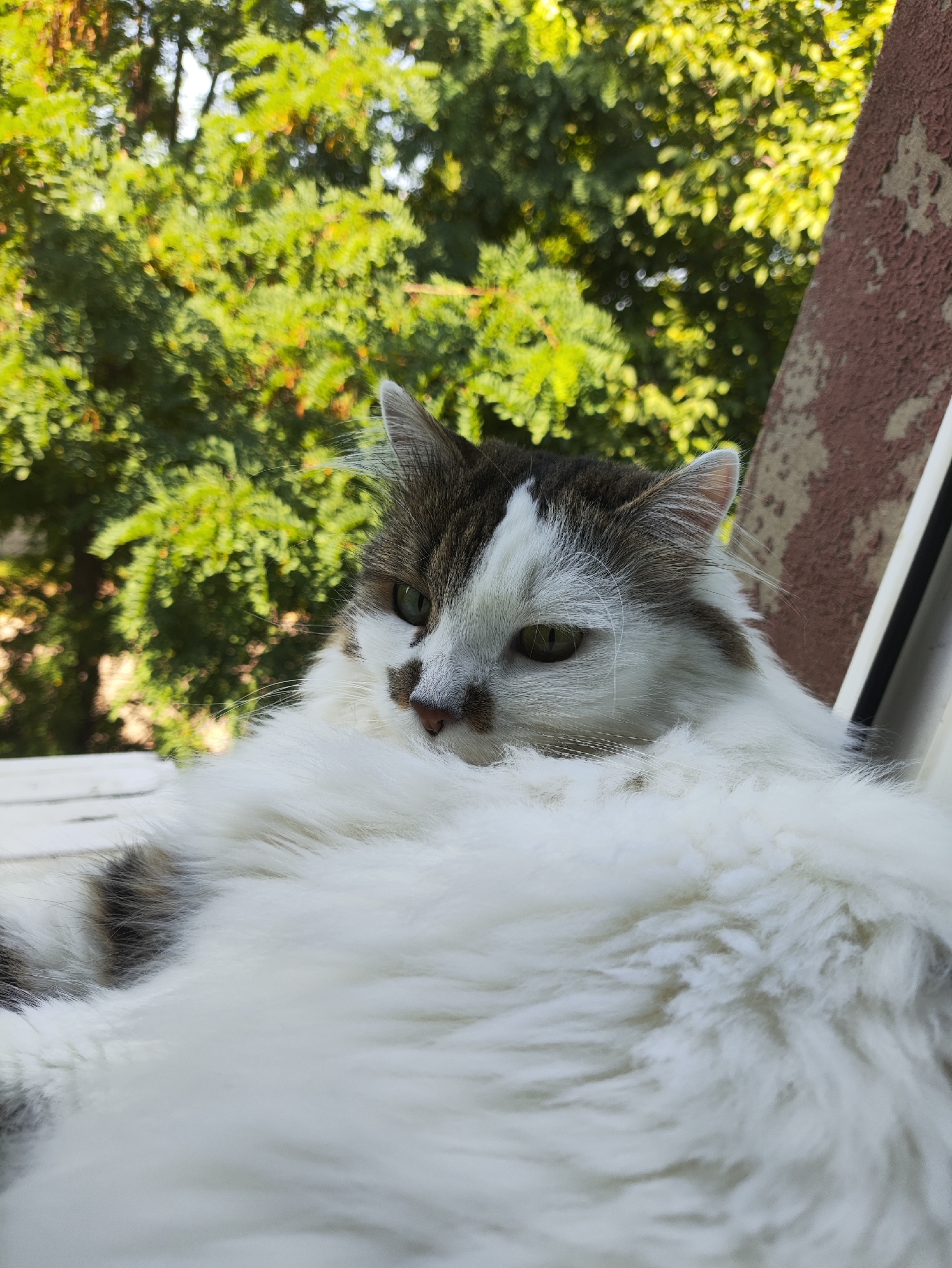 A fluffy, long-haired cat with white and brown markings is lying on a white surface, likely a windowsill, with lush green foliage in the background. The cat's head is turned to the right, and its green eyes are visible. A reddish-brown textured wall is to the right of the cat, partially obscuring the foliage and a white frame. The image appears to have been taken outdoors on a sunny day. The background foliage suggests a setting with trees and greenery, common in parks or gardens within Kharkiv, Ukraine.