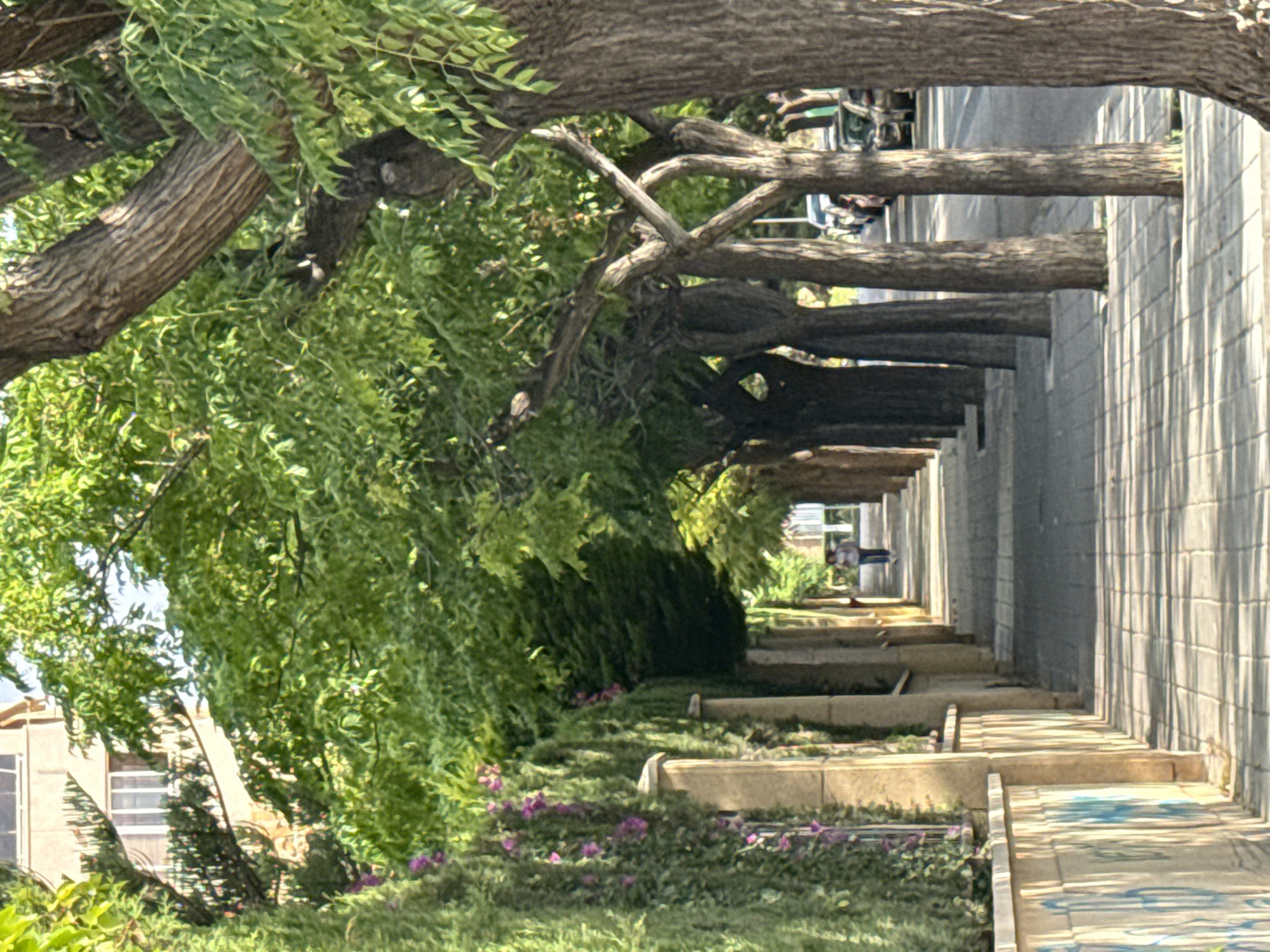 A pedestrian sidewalk lined with trees, a wall, and a street with cars is shown. The sidewalk is paved with light-colored square tiles. On the left side of the sidewalk, there is a wall made of concrete blocks, decorated with blue and white graffiti. Further down the wall, there is a fence covered with green ivy and purple flowers. Along the right side of the sidewalk, a row of trees with thick, textured trunks and green foliage casts shadows on the pavement. A person is walking away from the camera on the sidewalk in the distance. The street to the right of the sidewalk has parked cars. In the background, a building with large windows is visible. The scene appears to be in a city during the daytime, with sunlight creating distinct shadows.