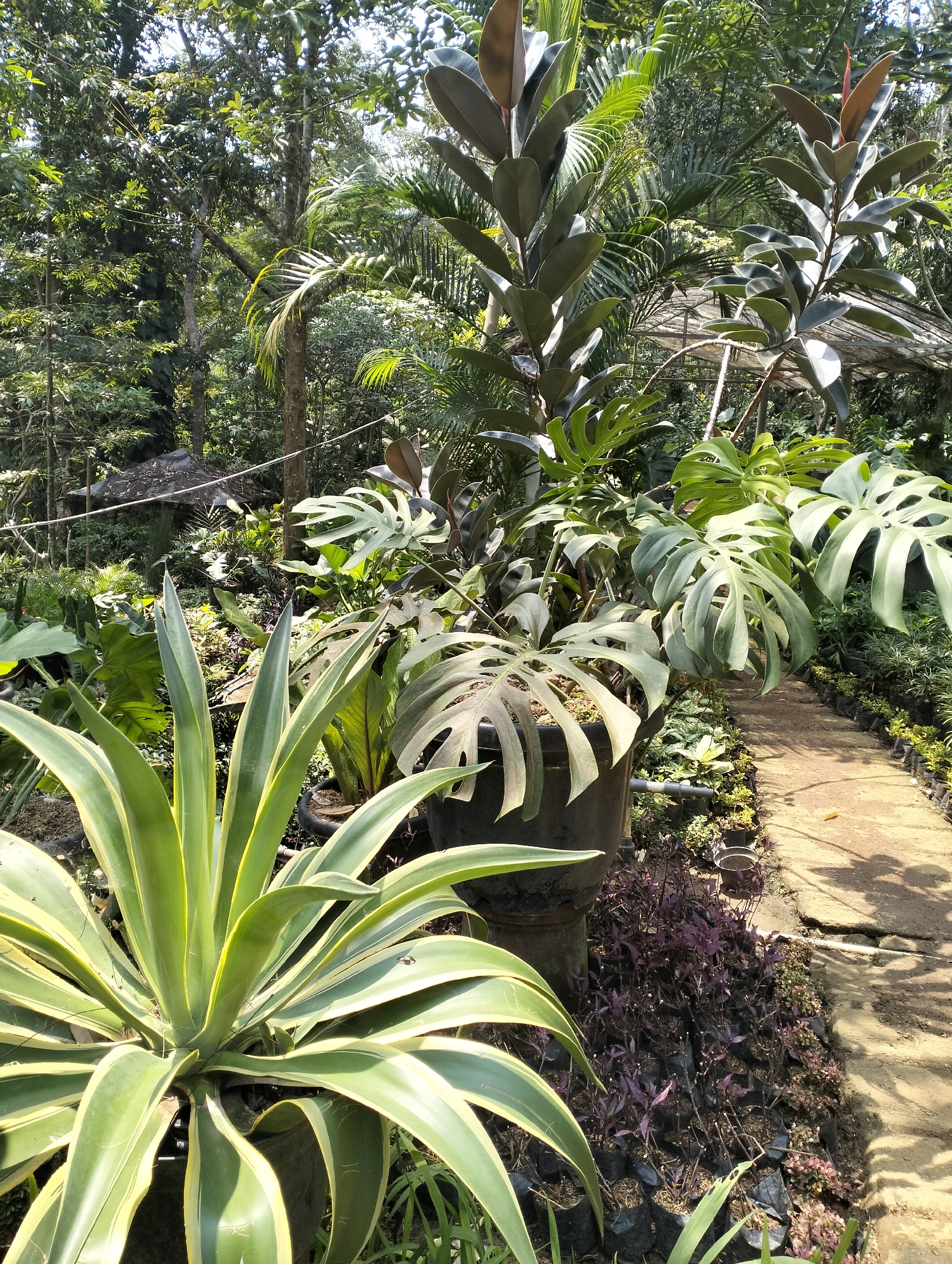 A lush garden is captured in this sunny, full-shot image. In the foreground, a large agave plant with variegated green and yellow leaves dominates the left side, its spiky leaves fanning out from a central pot. To the right, a cobblestone path winds through the greenery, flanked by numerous small plants in black plastic bags and clusters of purple ground cover. Behind the agave, large potted plants with broad, fenestrated leaves, likely Monstera deliciosa, are visible, their distinctive foliage catching the sunlight. In the mid-ground and background, taller plants, including what appear to be rubber trees with large, dark green leaves, and various palms and tropical foliage create a dense, verdant backdrop. The scene suggests a nursery or a well-maintained botanical garden, possibly located in Banjarejo, Indonesia, given the tropical plant life. The lighting indicates it is daytime, with bright sunlight casting shadows. No people are present in the image.