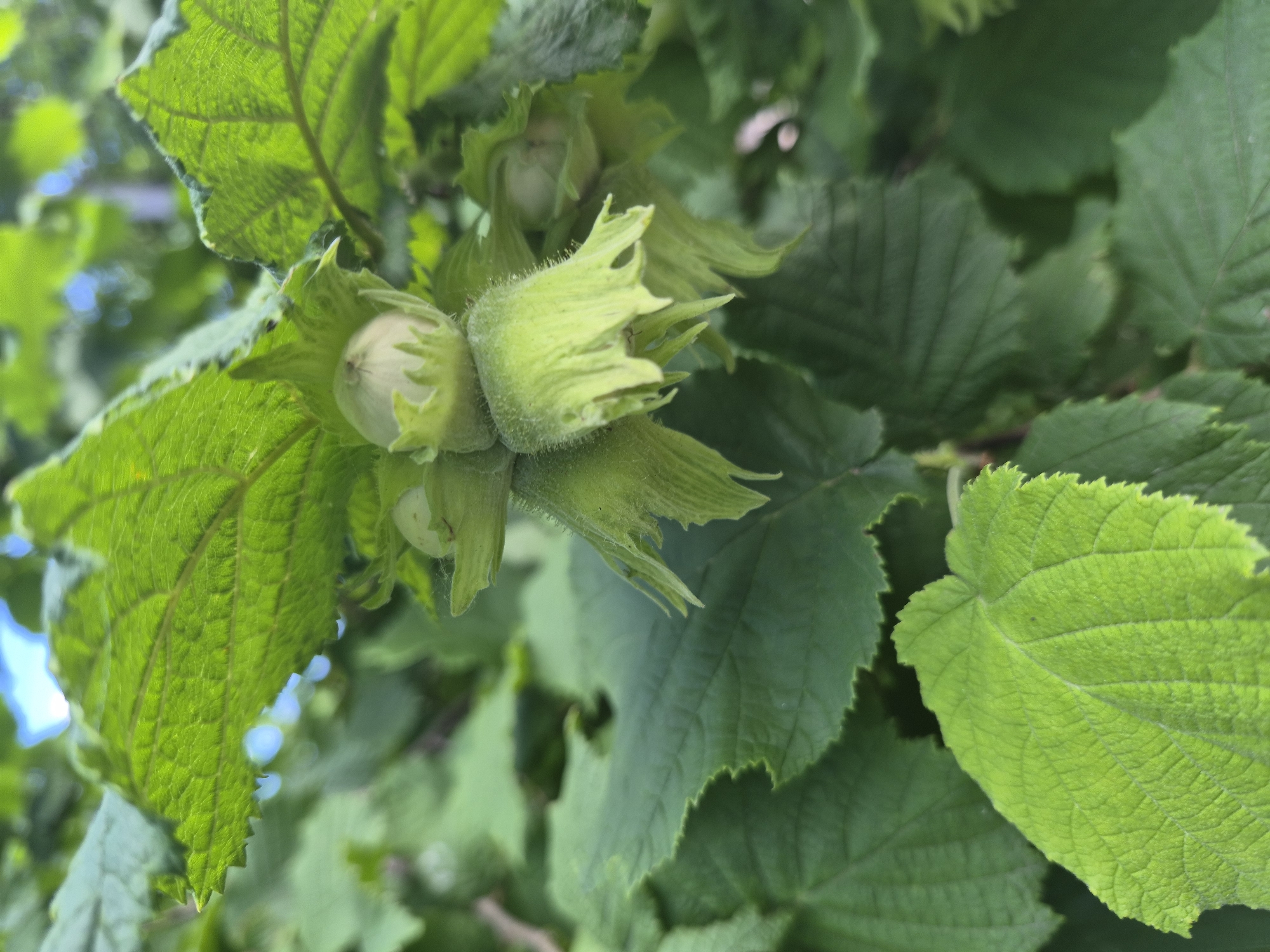 A close-up, eye-level shot captures a cluster of unripe hazelnuts growing on a tree. The hazelnuts are pale green and enclosed in green, leafy husks that are fringed and somewhat fuzzy. They are nestled amongst numerous large, green leaves, some of which are in sharp focus and display prominent veins and serrated edges, while others are out of focus, creating a soft, green backdrop. The overall impression is one of a natural, verdant environment, likely a garden or woodland, with a shallow depth of field that emphasizes the hazelnuts. The lighting appears to be natural daylight, with some bright spots suggesting sunlight filtering through the leaves. There are no people or other living creatures visible in the frame. The location is described as Unknown, Unknown.