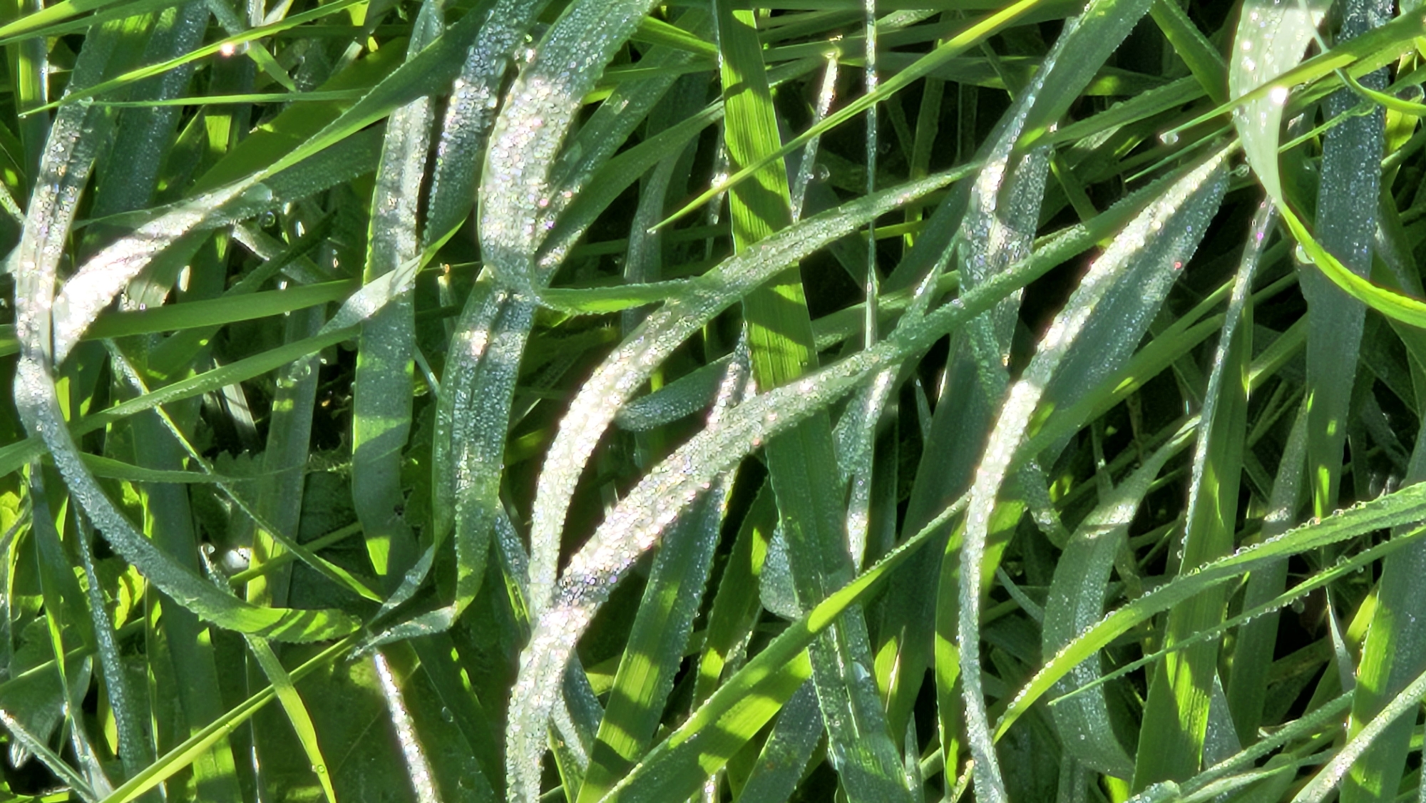 A close-up, vertical, sunlit shot captures numerous blades of green grass, some angled, some horizontal, many with sparkling dewdrops. The lighting creates strong shadows and highlights on the wet blades, suggesting an outdoor, natural environment, possibly early morning. The scene is consistent with a field or meadow in Kapūņi, Latvia. No people or animals are visible.