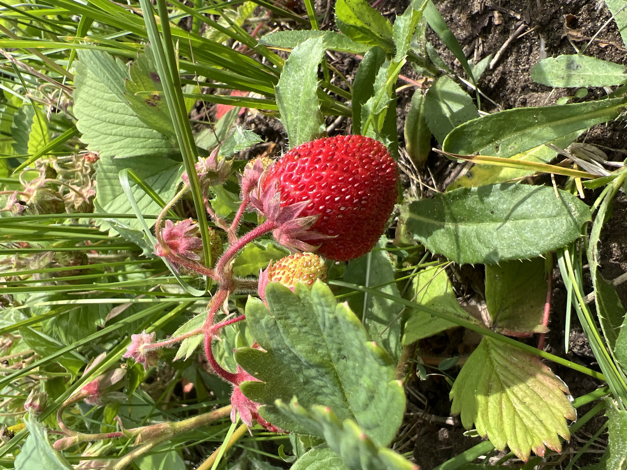 This is a close-up, eye-level outdoor photograph of a ripe strawberry plant in Chaikovsky, Russia. The foreground features a bright red, ripe strawberry hanging from a stem. Surrounding the strawberry are its green leaves, some of which are slightly wilted and tinged with yellow. The plant is nestled amongst other green foliage and dry soil, with hints of grass blades and what appear to be dried flower remnants from previous blooms. The lighting suggests it is daytime, with natural sunlight illuminating the scene. There are no people or animals visible in the image.