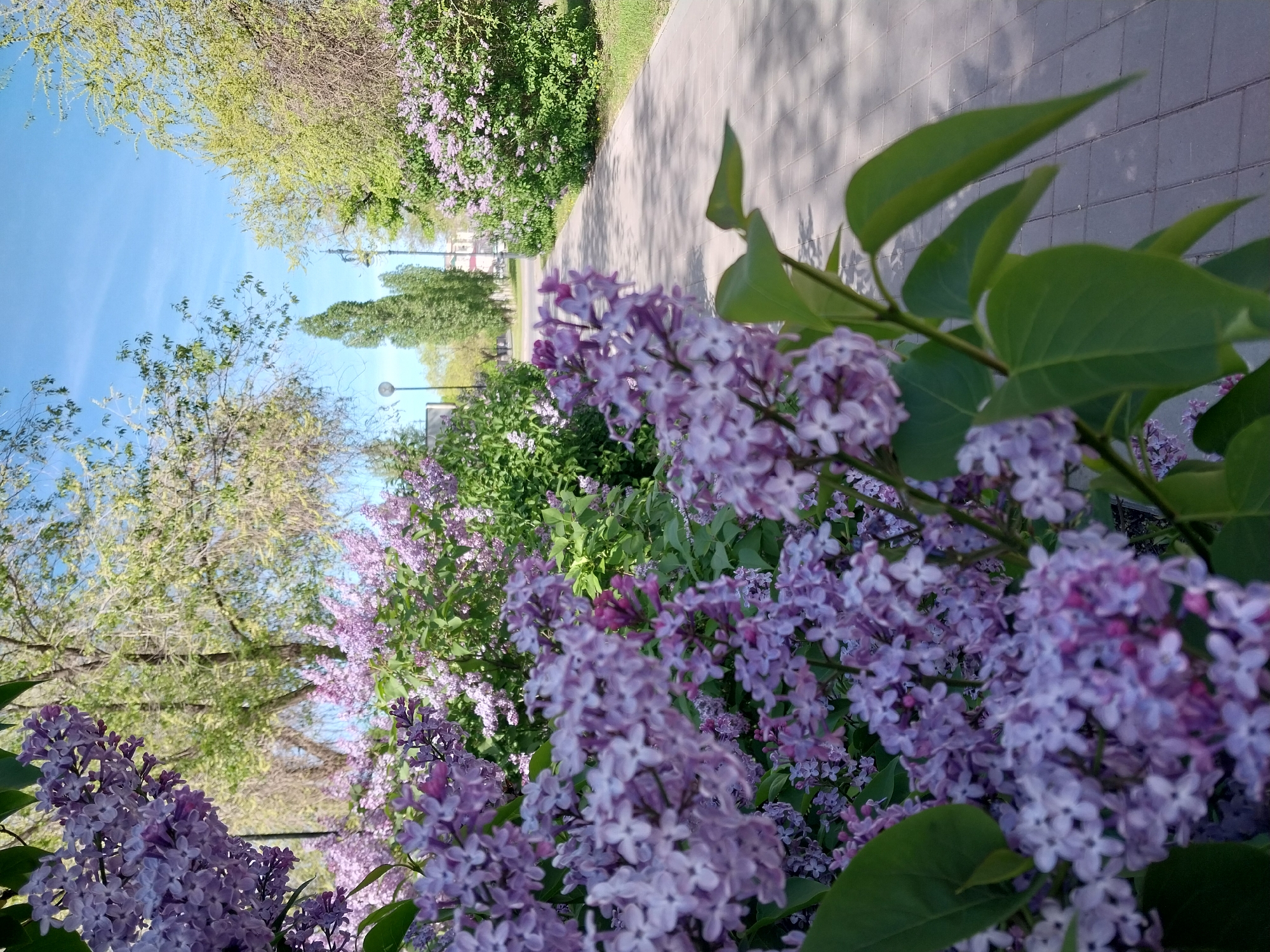 The image captures a vibrant display of blooming lilac bushes along a pathway in what appears to be a park in Orenburg, Russia. The perspective is from low, looking upwards and along the walkway. In the foreground, clusters of purple lilacs are prominently featured, their blooms densely packed and partially obscuring the view. Some large green leaves are visible amongst the flowers. A paved walkway runs alongside the lilac bushes. In the background, there are other trees and greenery. The sky is visible in the upper left, a clear blue with some light clouds. Streetlights are seen further down the path. The overall scene suggests a sunny day in spring.