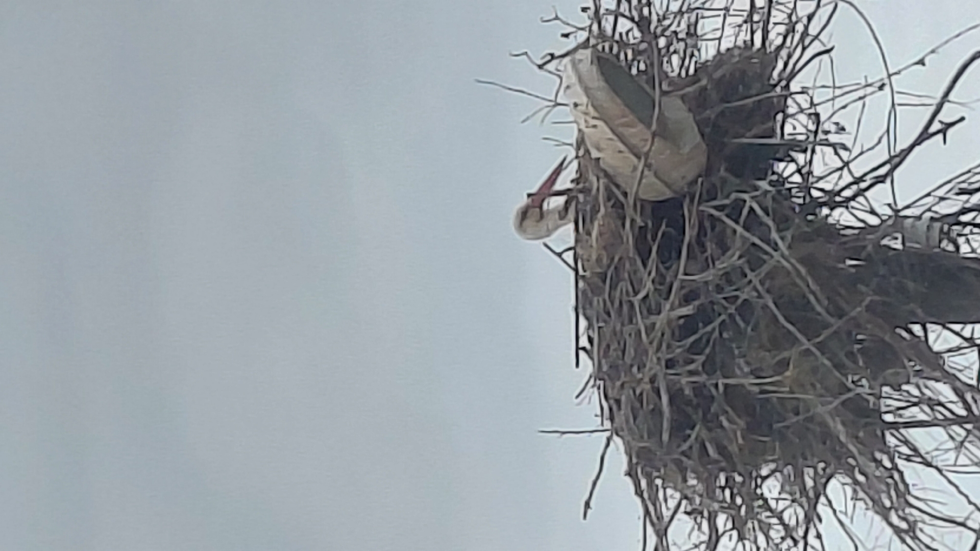 The image captures a partial view of a large bird in a substantial nest against an overcast sky. The primary subject is a white bird, likely a stork, seen from below and to the side. Its head is bent downwards, revealing a long, distinct red beak and a white neck. Part of its white body is visible, partially obscured by the nest.
The nest itself is a prominent feature, occupying the upper right portion of the frame. It is massive and appears to be constructed from numerous interwoven branches, twigs, and other woody materials, forming a dense and intricate structure. The nest is positioned high up, suggesting it might be on a tall tree or an artificial structure like a utility pole, although the support structure is not visible.
The activity shows the bird either tending to its nest, possibly adjusting materials, or looking into it. The sky, which fills the majority of the left and lower parts of the image, is a uniform light grey, indicating an overcast or cloudy day. There are no other discernible subjects, objects, or visible text in the frame. The overall scene conveys a moment of a bird engaged in nesting activities under a muted sky.