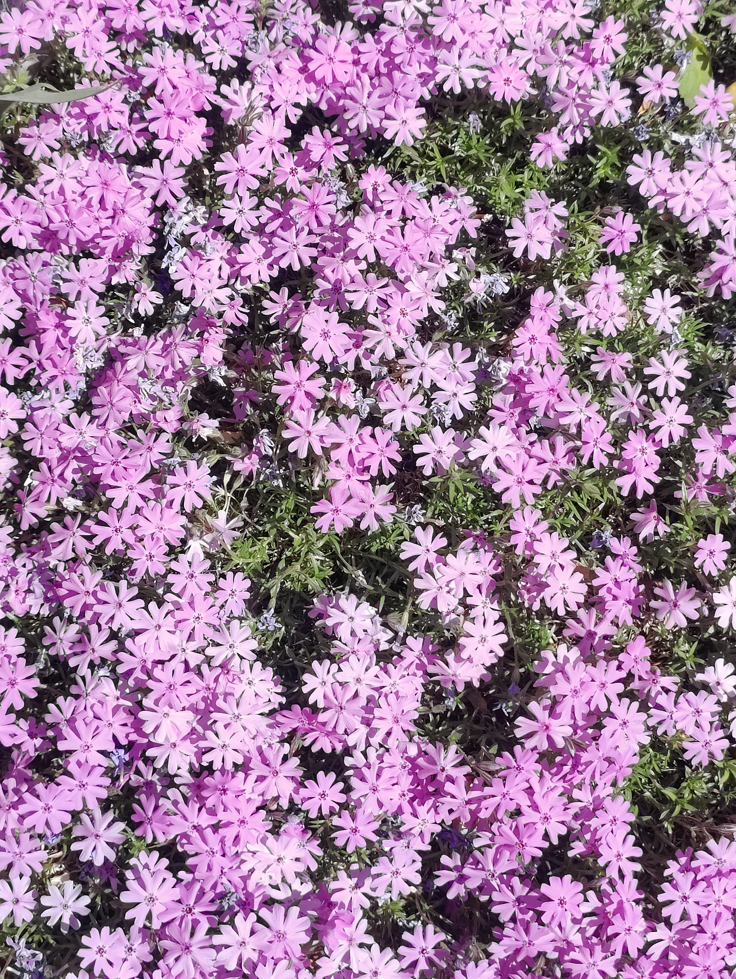This close-up, high-angle shot captures a vibrant and dense patch of small, five-petaled pink flowers in full bloom, likely a ground cover variety such as Creeping Phlox (Phlox subulata). The numerous pink blossoms dominate the frame, creating a carpet-like effect. Interspersed among the bright pink flowers, small clusters of lush green foliage (leaves and stems) are visible, providing a contrasting texture. A few tiny, delicate pale blue or light purple flowers can also be seen peeking through the pink blooms and green leaves, adding subtle variation to the color palette.
The scene is brightly lit, suggesting clear, sunny weather during the daytime, possibly morning or afternoon, which highlights the vivid colors of the petals and casts soft shadows, adding depth to the floral arrangement. No specific activity is taking place; the image focuses on the natural beauty of the blooming plants. The overall impression is one of lushness, springtime, and natural beauty. While not evident from the image alone, the location context provided indicates this natural display is found in East Suffolk, United Kingdom. There is no visible text in the image.