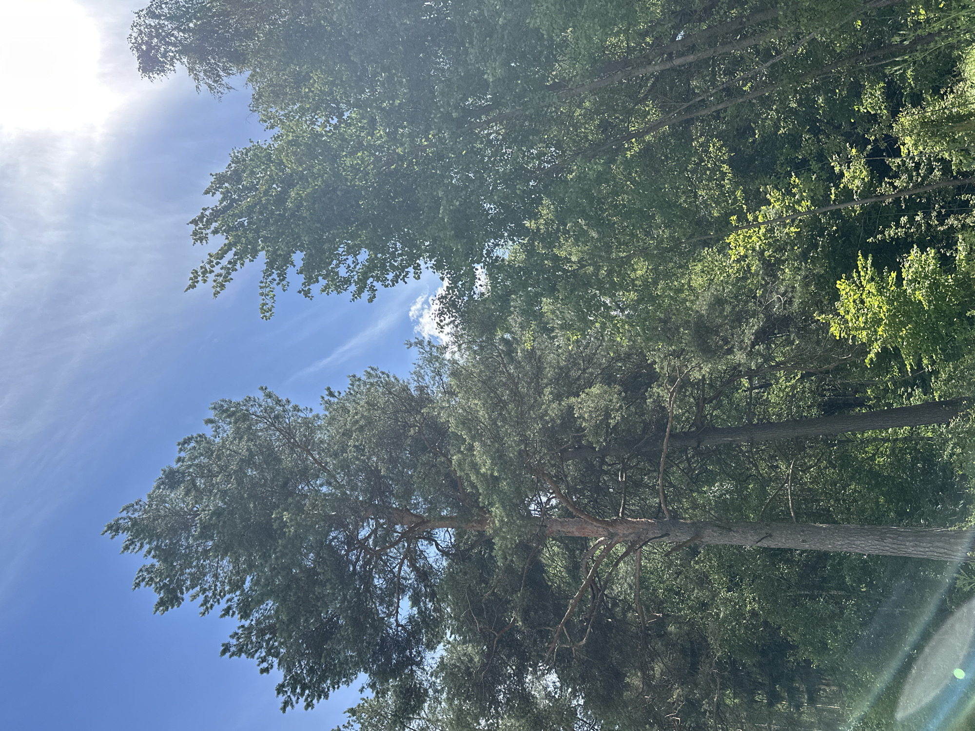 A vertical, low-angle shot captures a forest scene under a bright, partially clouded blue sky in Lukovnya, Russia. The foreground is dominated by the textured bark of two tall trees. To the left, a large pine tree stands prominently, its dark green needles forming a dense canopy. To the right, a cluster of deciduous trees with lighter green foliage rises towards the sky. Thin, wispy clouds streak across the upper portion of the sky, and the sun is visible as a bright, hazy orb in the upper right corner, casting a lens flare that creates diagonal light streaks in the lower left. The background is filled with the dense foliage of more trees, creating a lush, green backdrop. The overall impression is one of a sunlit, natural forest environment.