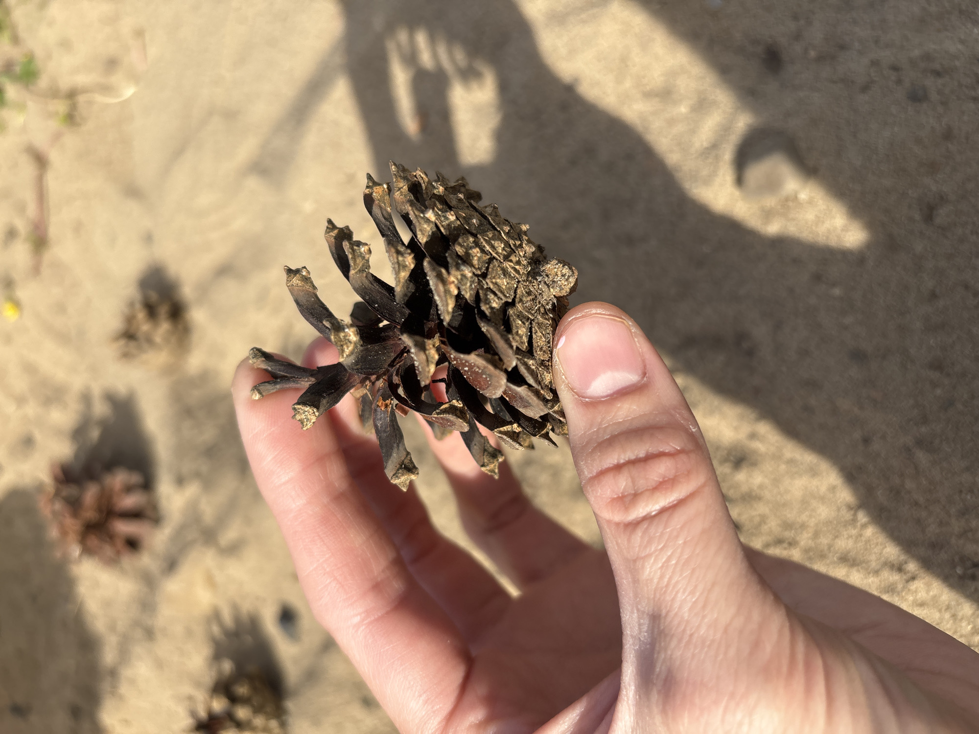 A close-up shot shows a person's hand holding a small, dark brown pinecone. The pinecone has a textured surface with visible scales and sharp points. The hand, appearing to be a thumb and forefinger, gently grips the pinecone. In the background, a sandy or dirt surface is visible, with faint shadows cast across it, suggesting it's daytime. There are a few other small pinecones scattered on the ground in the background, out of focus. The overall scene appears to be outdoors, possibly in a natural or park-like setting. There is no visible text in the image.