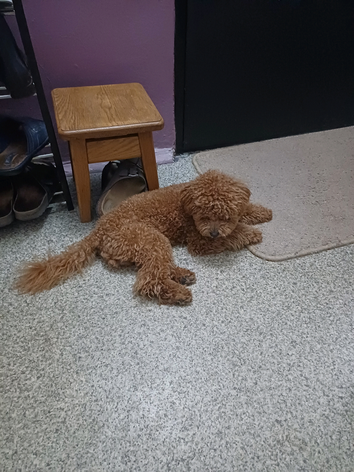 A small, reddish-brown poodle is lying on a speckled gray carpet. The dog is curled up with its head resting on its paws and its tail extended to the left. Behind the dog, a small wooden stool is positioned next to a shoe rack filled with shoes. A dark doorway is visible in the background, as is a portion of a purple wall. The scene appears to be indoors, possibly in a residential setting. There is no indication of the city of Kyiv, Ukraine.