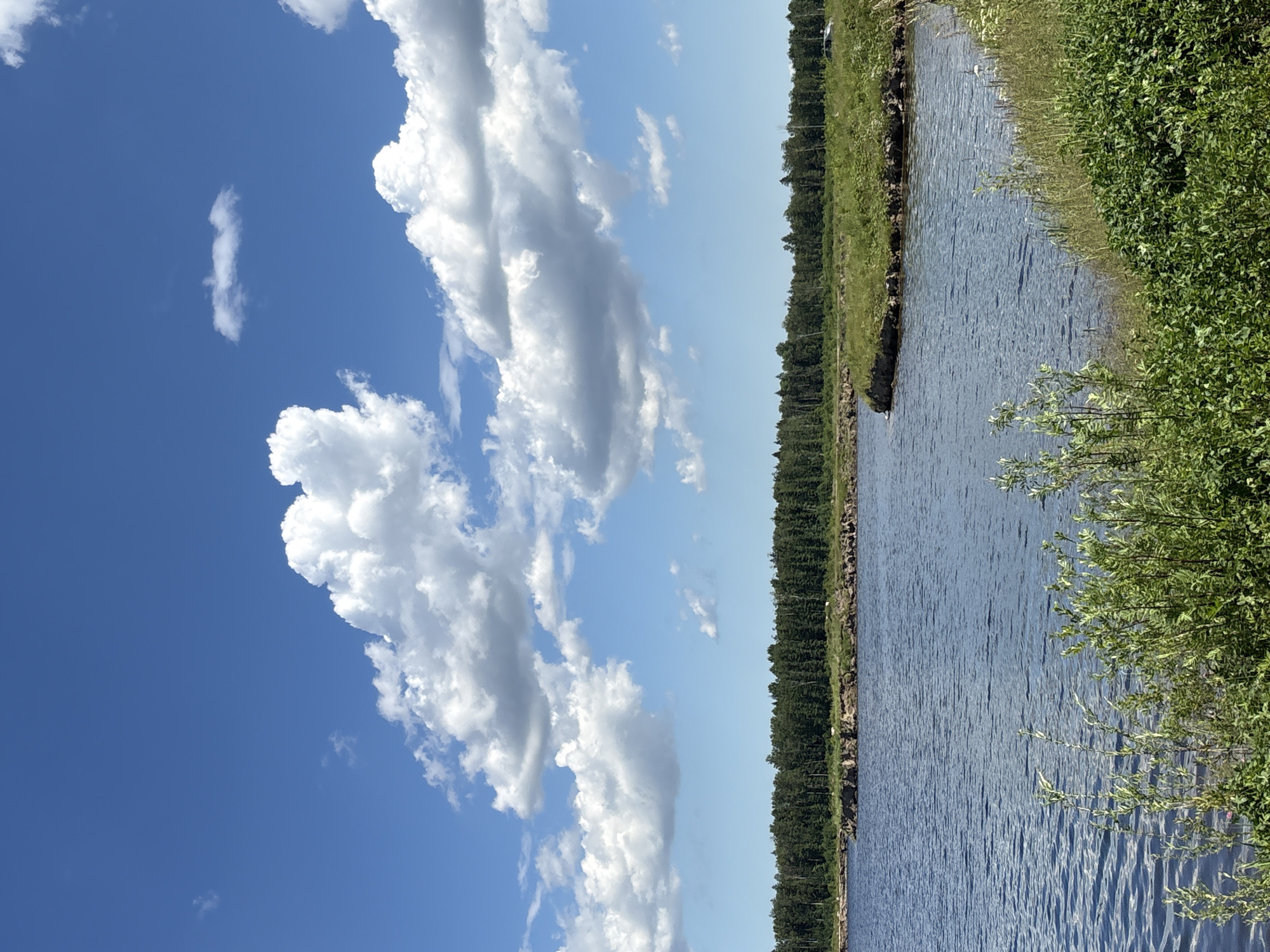 The image depicts a serene lakeside scene in Manushkino, Russia. The foreground is dominated by lush green vegetation, with a body of calm blue water stretching out into the midground. Beyond the water, a dense line of evergreen trees forms a dark green horizon, backed by a bright blue sky dotted with fluffy white clouds. The overall impression is one of natural beauty and tranquility.