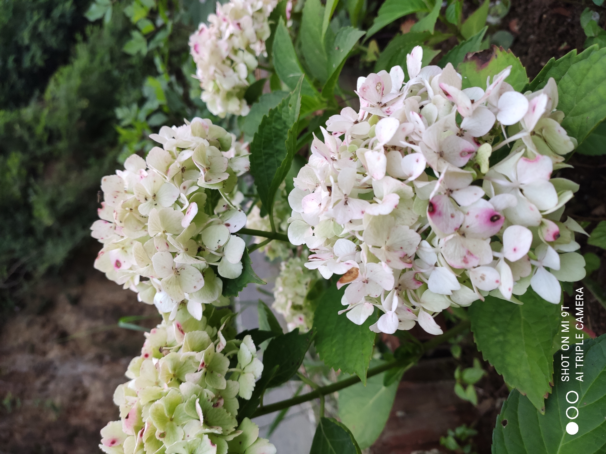 The image is a close-up, eye-level shot of several clusters of white and pale green hydrangeas with pinkish tinges. The flowers are in focus, with the foreground cluster being the sharpest. The background is blurred, showing green foliage and a brown, rocky embankment. The scene appears to be outdoors, in a garden or natural setting, potentially in Akçaabat, Turkey, given the provided context. The lighting suggests it is daytime. There are no people or animals visible in the image. The bottom left corner of the image contains a watermark indicating "SHOT ON MI 9T AI TRIPLE CAMERA."