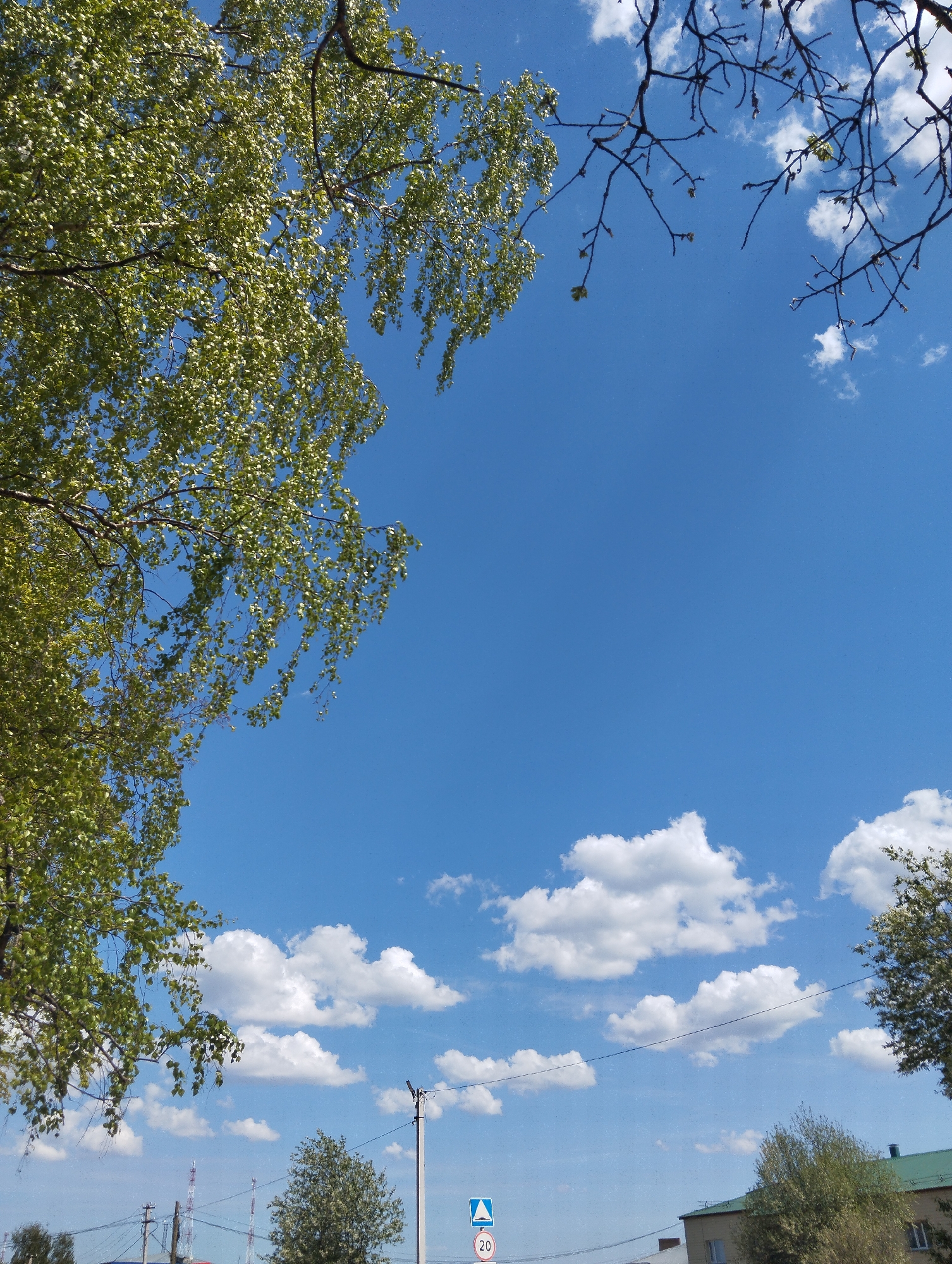 The image shows a view of the sky, framed by trees. A birch tree with green leaves occupies the upper left corner of the image. Bare branches are visible in the upper right corner. The sky is blue with scattered cumulus clouds. In the lower portion of the image, there are power lines, trees, a road sign with the number 20, and buildings, alluding to an urban or suburban environment. Based on the inclusion of the location in the city of Krasnogorskoye, Russia, this image likely depicts a street scene or park area.