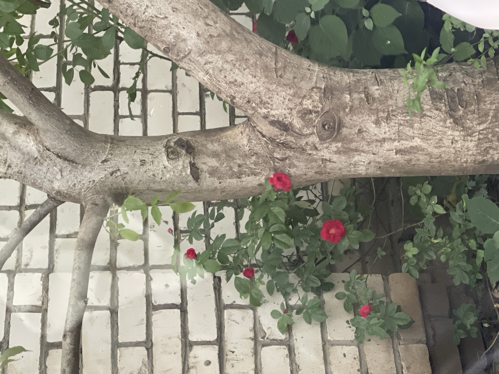 The image depicts a close-up view of a tree trunk with rough, textured bark, positioned in front of a white brick wall. Several small red roses are visible growing on a bush to the left of the tree and also some are on the right side. The wall appears to be an exterior surface of a building. The lighting suggests it might be daytime. No people are present in the scene. The overall impression is that of a garden or courtyard setting. The location is Stavropol, Russia.