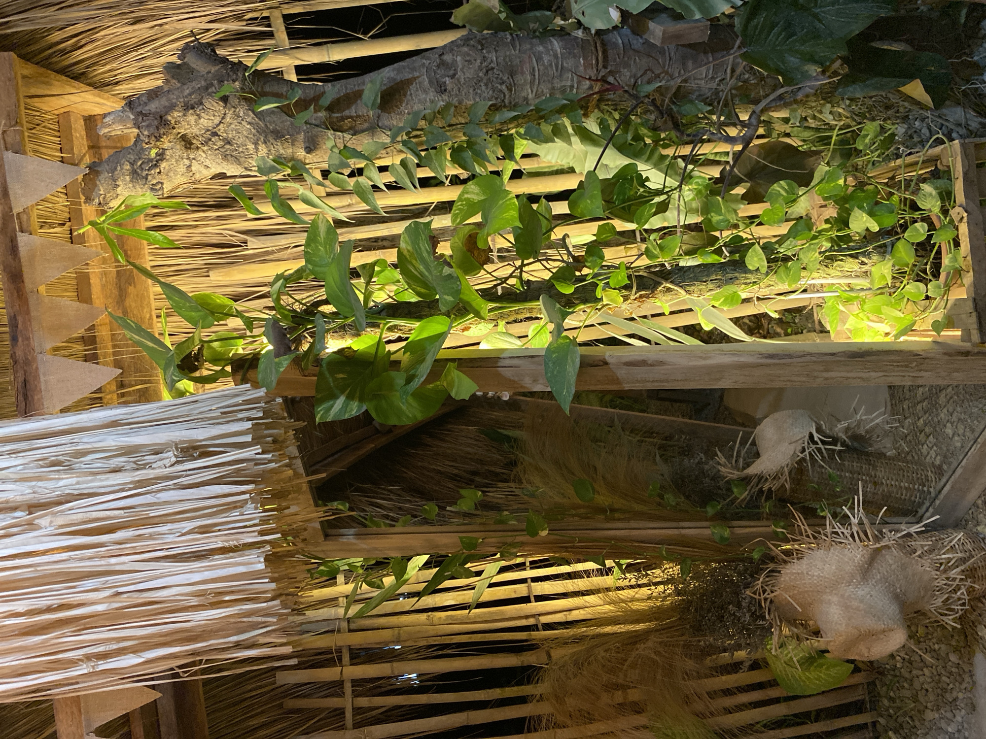 This image depicts an outdoor scene with a tropical ambiance, likely at a resort or a similar establishment in Samal, Philippines. The foreground is dominated by a rustic wooden structure and lush green foliage. A thatched roof is visible at the top, with triangular fabric flags strung along its edge. Bamboo poles form a backdrop, creating a naturalistic enclosure.
In the center, a substantial tree trunk, weathered and textured, serves as a vertical element around which vibrant green vines with heart-shaped leaves are growing. The plant life appears healthy and well-maintained. To the left, a woven basket filled with dried grasses and a straw hat adds to the rustic charm. A mirror is positioned to the left, reflecting the scene and creating a sense of depth.
The lighting suggests it's either dusk or night, with warm yellow lights illuminating the plants and the bamboo structure, casting shadows and enhancing the tropical feel. The ground is covered with small stones, and a few more woven baskets and dried plant materials are scattered around, contributing to the overall aesthetic. No people are visible in the image. The scene evokes a sense of relaxation and connection with nature.