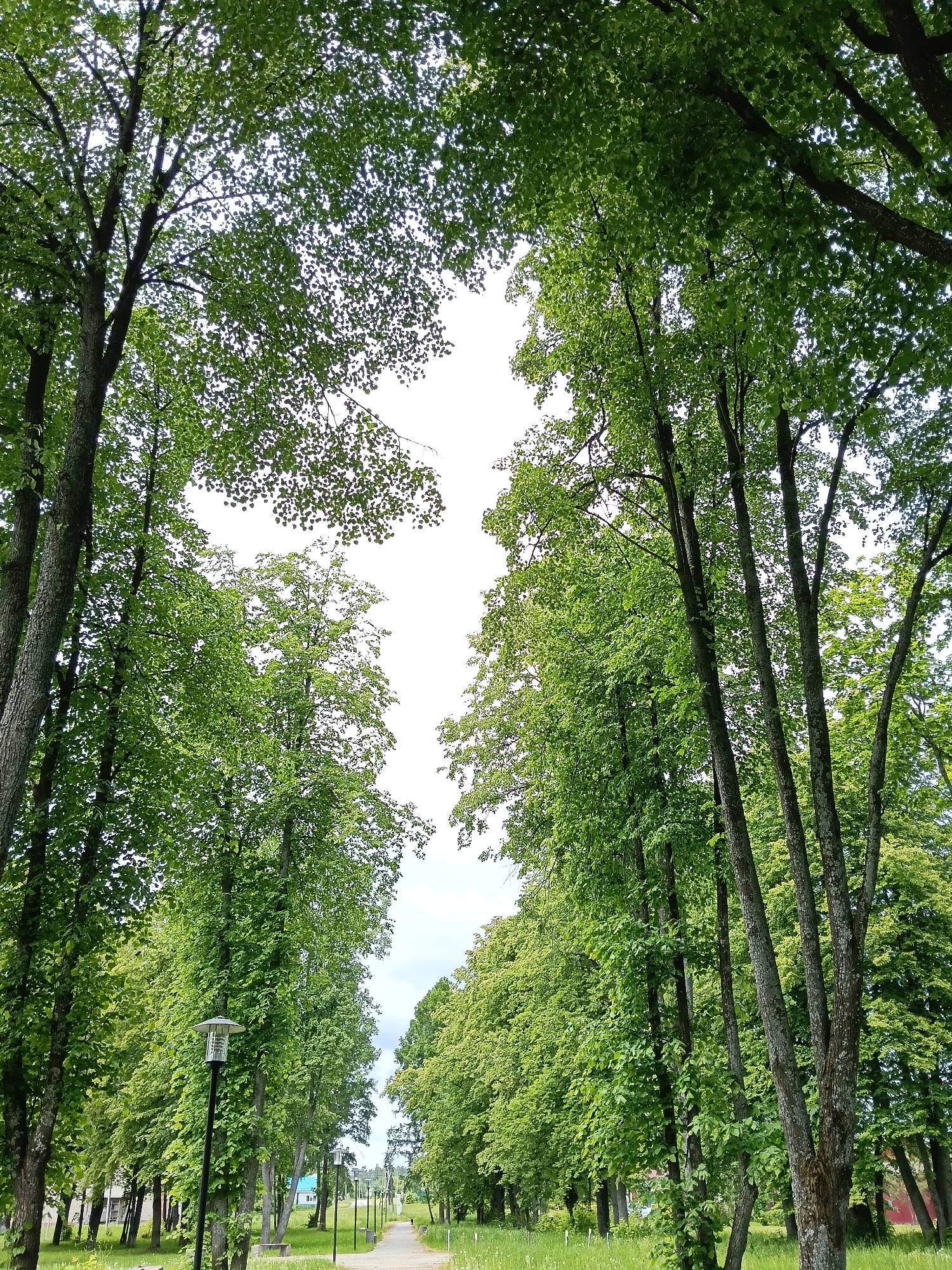 The image displays a serene, tree-lined avenue or alley, likely a public park or walkway, located in Красный Маяк, Russia. Tall deciduous trees with abundant, vibrant green leaves form a natural canopy overhead, creating a tunnel effect and filtering the bright daylight. Their sturdy trunks, some covered in moss or lichen, flank both sides of the path.
A light-colored paved path, possibly concrete or stone, extends from the foreground into the distance, guiding the eye down the length of the avenue. Several dark-colored lampposts with modern, enclosed lights are spaced along the left side of the path. One such lamppost is prominently featured in the mid-ground. The ground surrounding the path and trees is covered with green grass or low vegetation, appearing well-maintained.
In the far distance, beyond the dense foliage, faint outlines of buildings or houses with light-colored walls and dark roofs are visible, suggesting the path leads into or through a residential area. The sky, seen through the gaps in the canopy, is bright and appears overcast or partly cloudy, providing soft, diffused light across the scene.
No people or specific activities are depicted, contributing to a tranquil and peaceful atmosphere. The scene evokes a sense of natural beauty and calm. There is no visible text in the image. The time of day is daytime, likely mid-morning or afternoon, given the clear illumination.