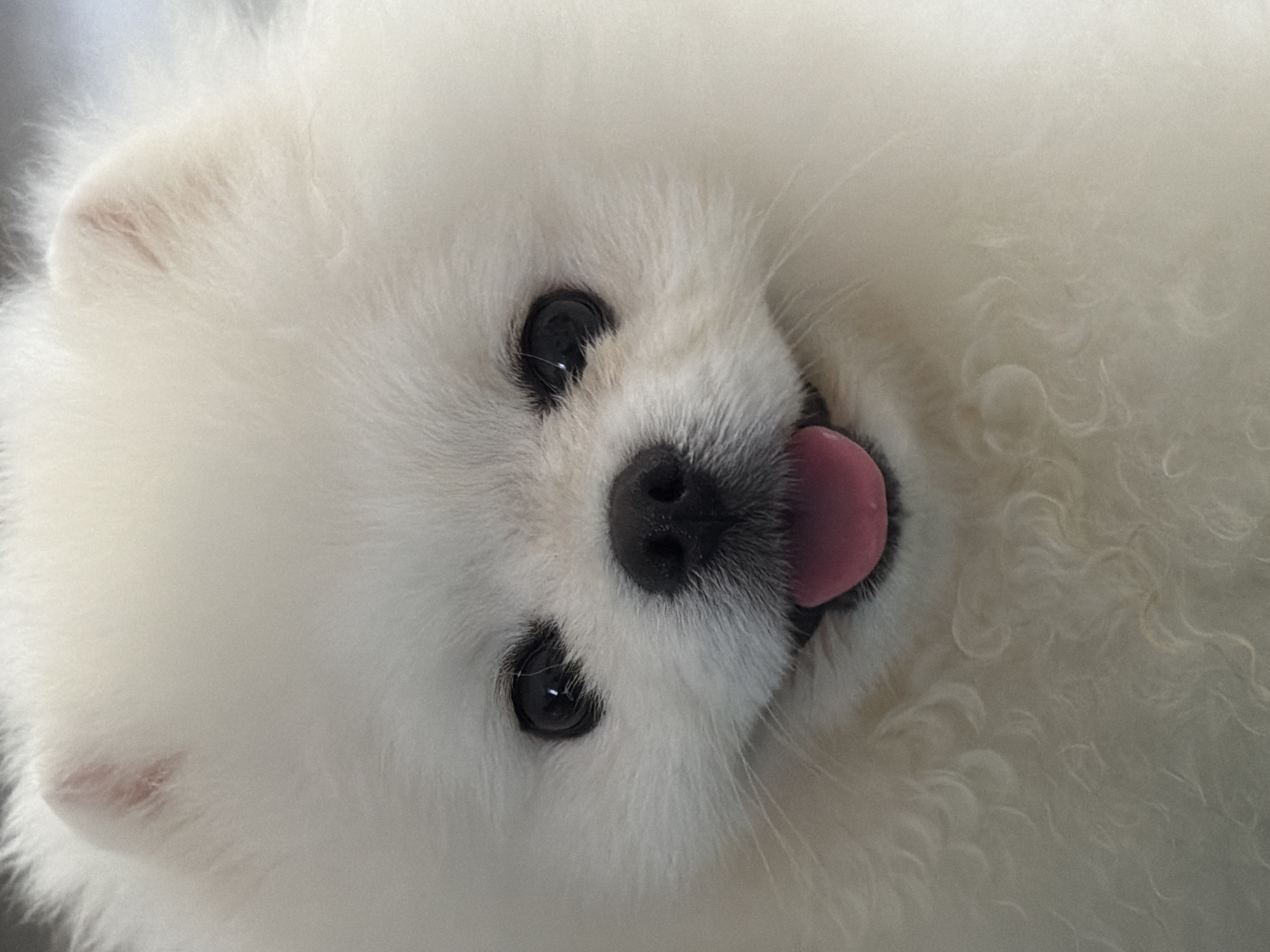 This is a close-up, eye-level, portrait shot of a white Pomeranian dog. The dog's face fills most of the frame, with its black nose and bright, dark eyes clearly visible. Its mouth is slightly open, revealing a pink tongue. The dog's fur is thick and fluffy, creating a soft, round appearance. The background is out of focus and appears to be a light, neutral color. The image is well-lit, with the natural light highlighting the texture of the dog's fur. There is no information provided about the location in Marmaris, Turkey.
