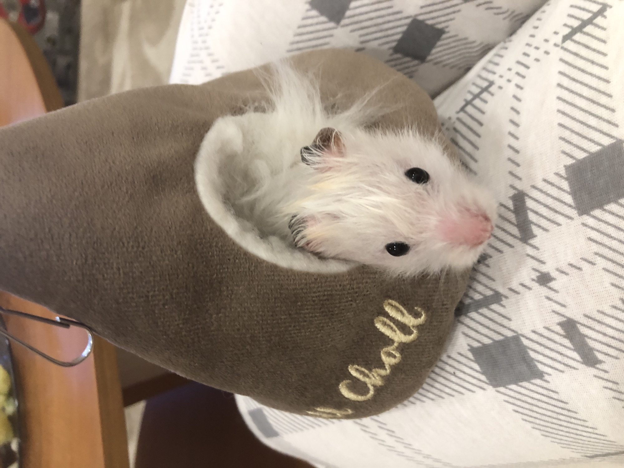 A close-up shot shows a fluffy white hamster with pink ears and black eyes peeking out of a brown, soft fabric tunnel-like object. The hamster's fur is long and appears slightly disheveled. The tunnel is adorned with gold embroidered lettering that reads "Choll". The object the hamster is in rests on a white fabric with a grey plaid pattern. In the background, a wooden surface is visible, suggesting an indoor setting. The overall impression is one of domestic comfort and the endearing presence of a small pet. The image does not provide any information or context that would allow for its location to be determined in Solikamsk, Russia.
