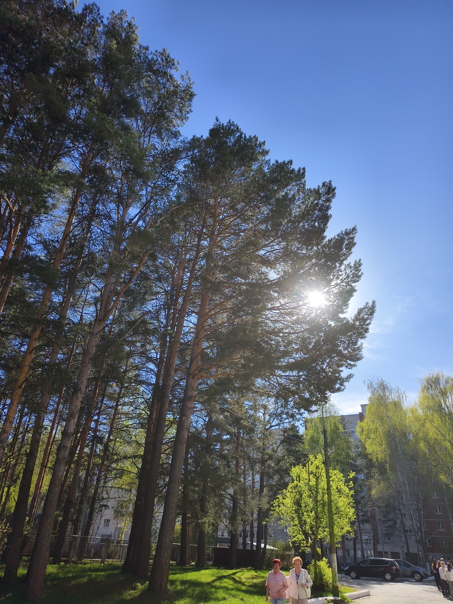 The image shows a sunlit scene in an outdoor environment, likely a park or wooded area within a city. The foreground features tall, slender pine trees with dense green foliage reaching high into a clear blue sky, with the sun visible through the branches of one tree. The background reveals a multi-story residential building with cars parked nearby, suggesting an urban setting. Two women are seen walking on a pathway, suggesting a park or recreational area. The light is bright, with shadows cast by the trees, indicating a sunny day. The location is in the city of Unknown, Unknown.