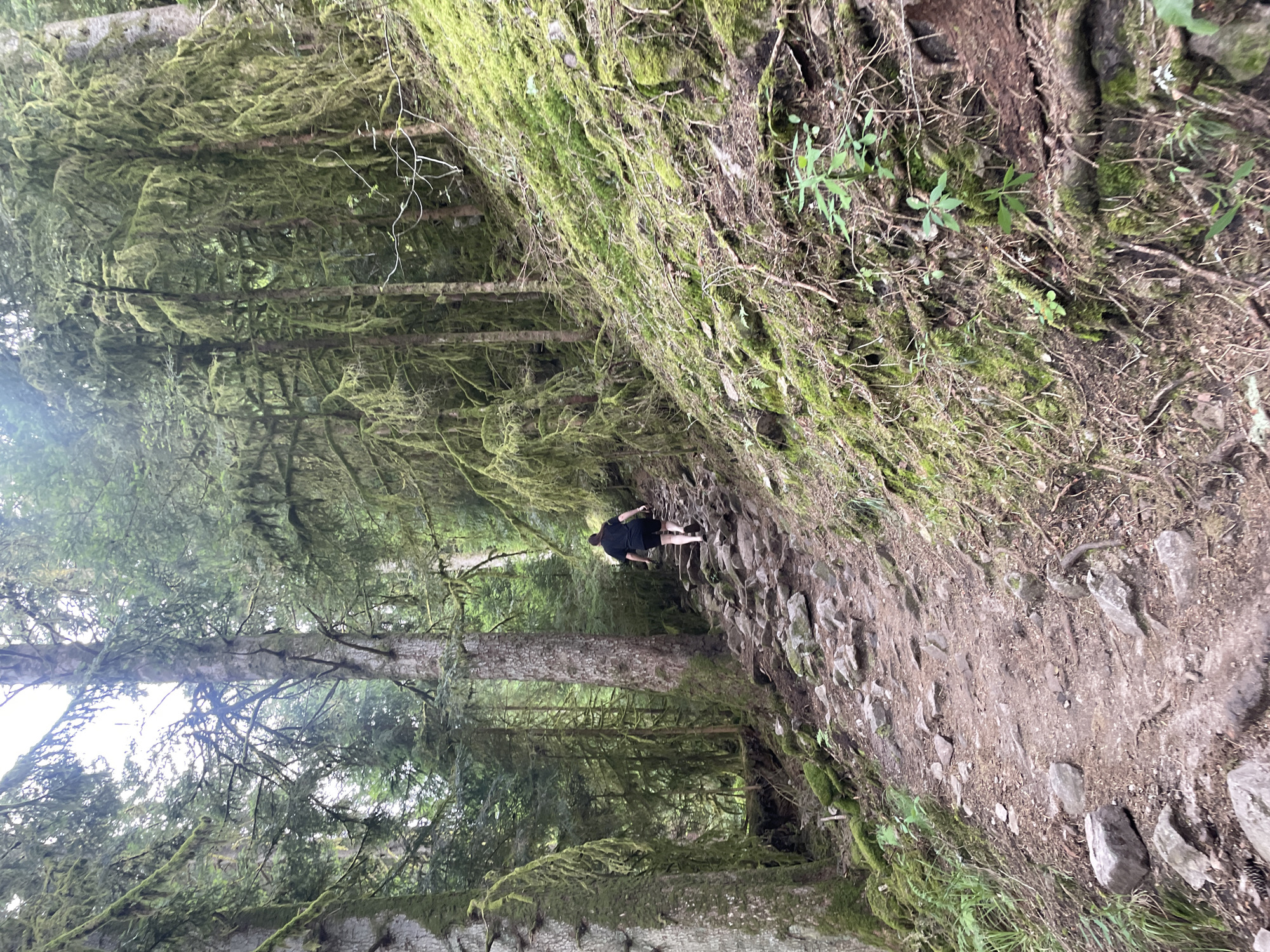 A person wearing a black shirt and shorts is walking up a steep, rocky path through a dense, moss-covered forest. The trees are tall and their branches are draped with thick green moss, suggesting a damp and humid environment. The path is narrow and winding, with rocks and tree roots exposed on the ground. Sunlight filters through the canopy, creating dappled light on the forest floor. The overall scene evokes a sense of adventure and exploration in a natural, untamed setting. The location is described as Gérardmer, France, a region known for its picturesque forests and lakes. No visible text is present in the image.