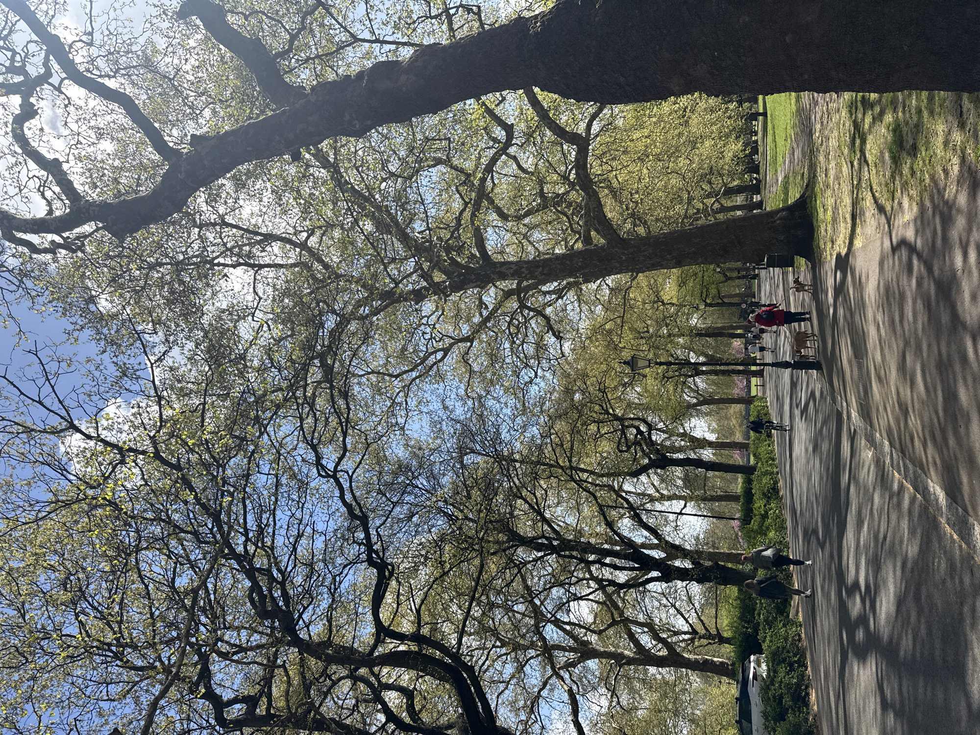 A sideways view of a parkway in London, United Kingdom, lined with tall trees. The trees form an archway over the parkway. People and dogs are walking and running down the parkway, with shadows cast onto the path from the trees. Street lights are interspersed between the trees along the road. Grass and benches are on the right side of the path. The sky is visible through the trees.