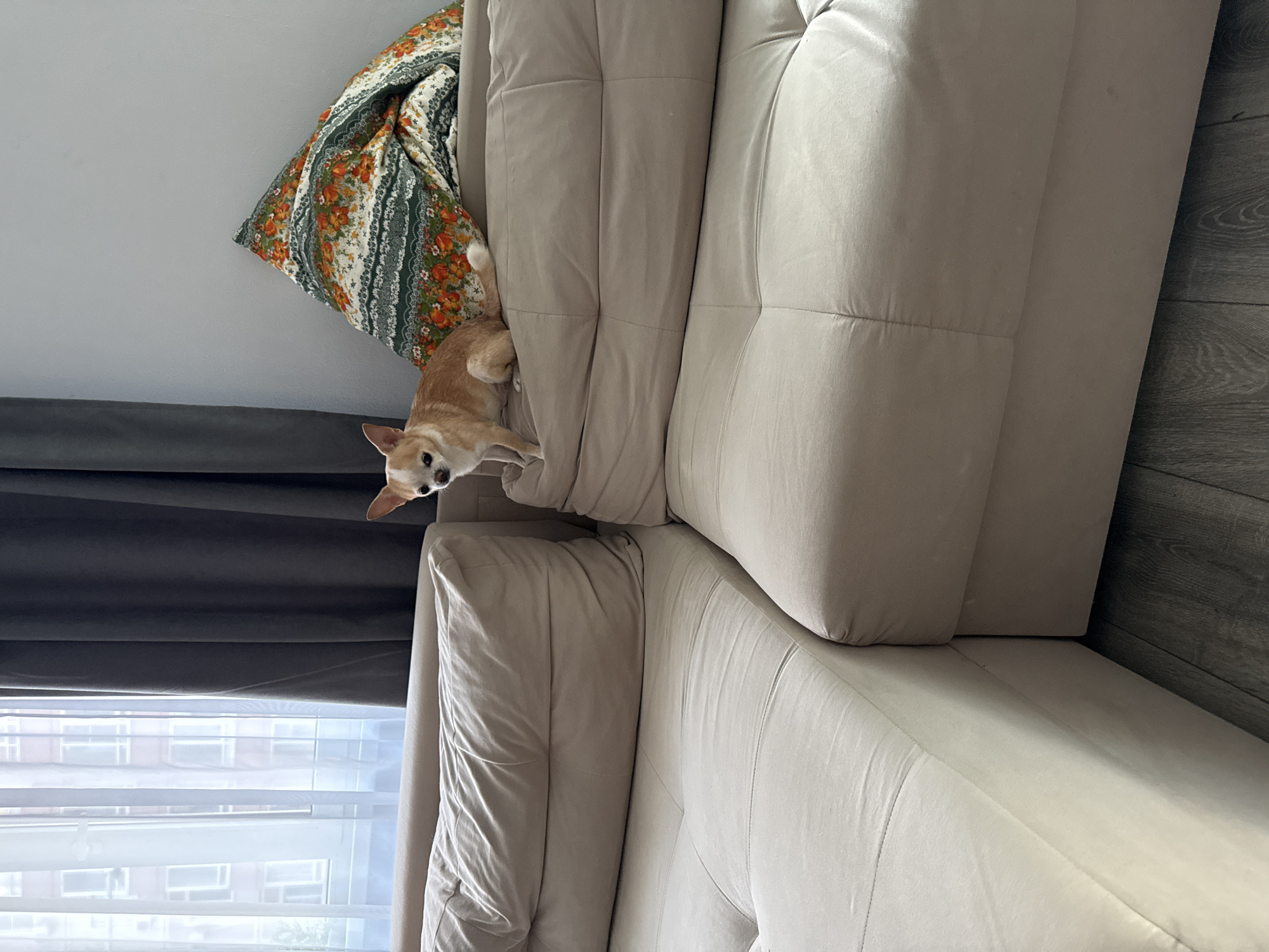 A medium, eye-level shot shows a small, light brown dog next to a pillow with a floral pattern. The dog is on a beige sofa. Behind the sofa, a dark gray curtain is visible. To the left, a window with white blinds and an outside view of buildings can be seen. The setting is indoors.